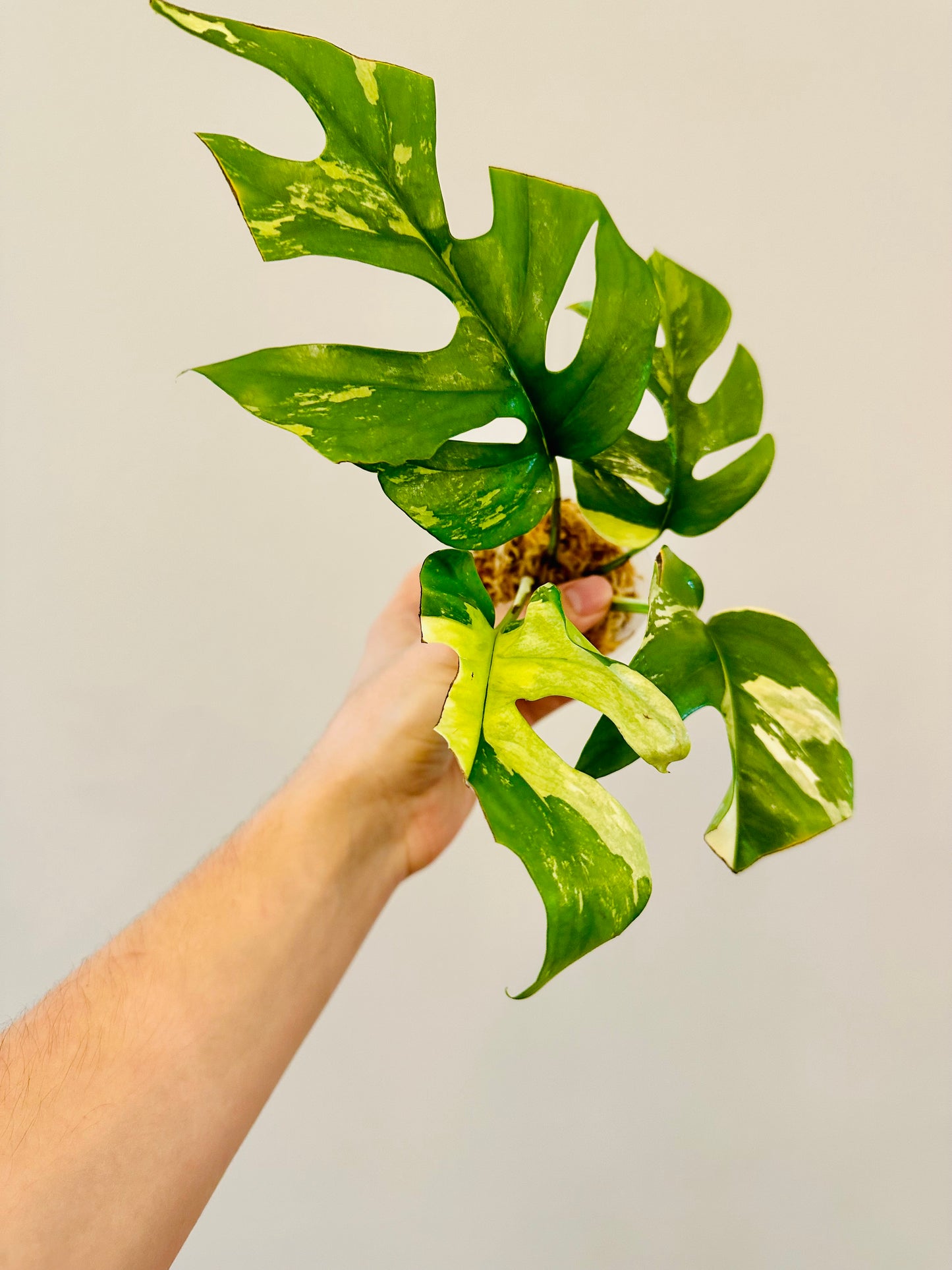 Monstera Tetrasperma Variegada