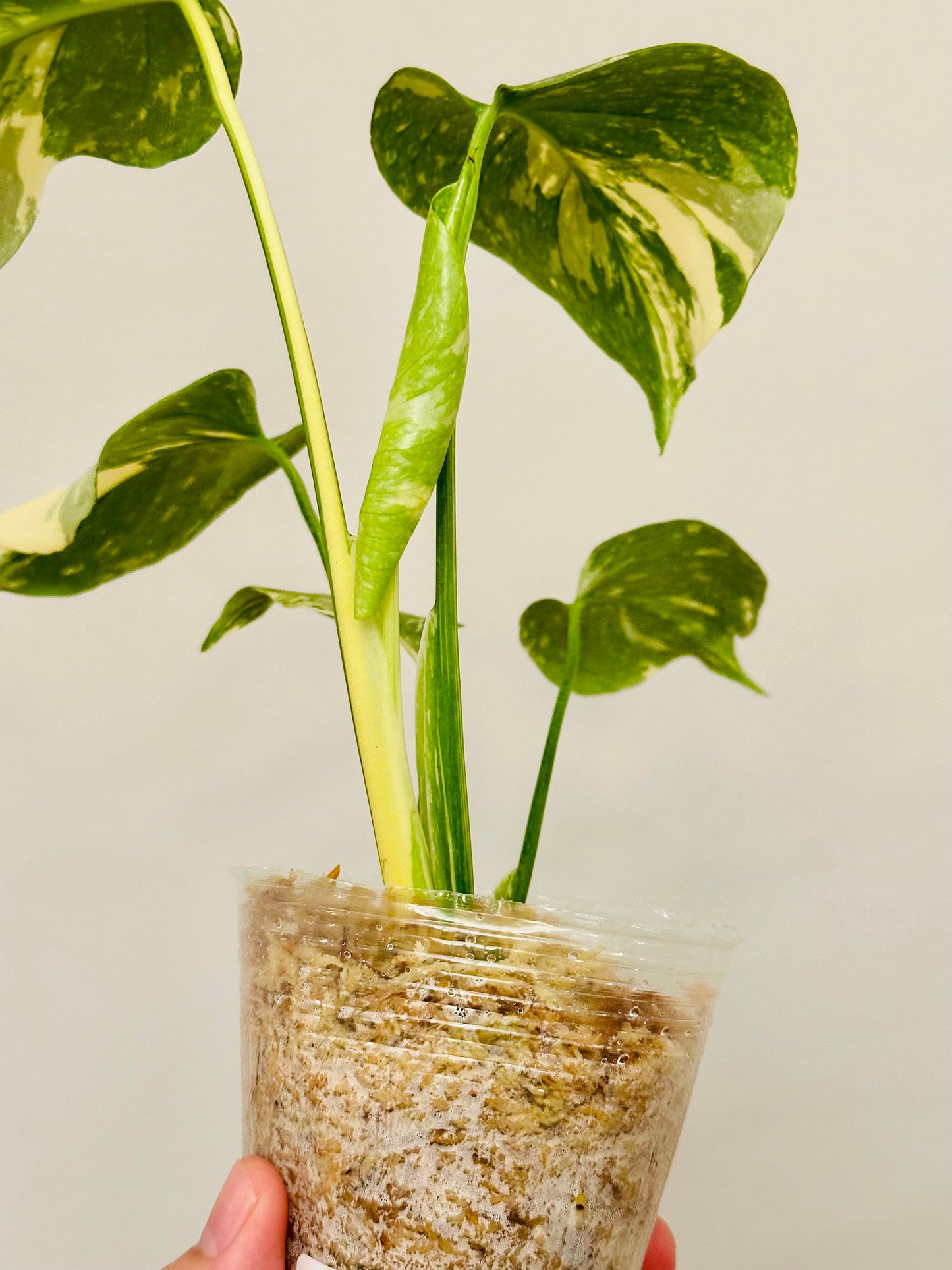 Monstera Thai Constellation