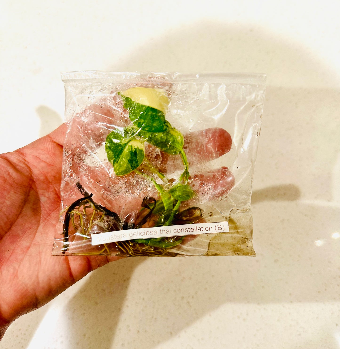 Monstera Thai Constellation (Paquete de 1 Monstera in Vitro)