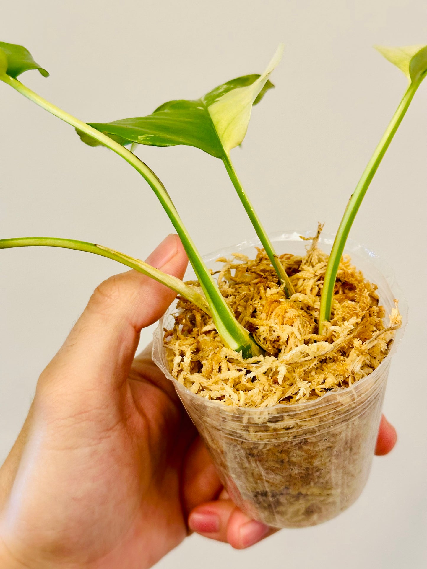 Monstera Tetrasperma Variegada