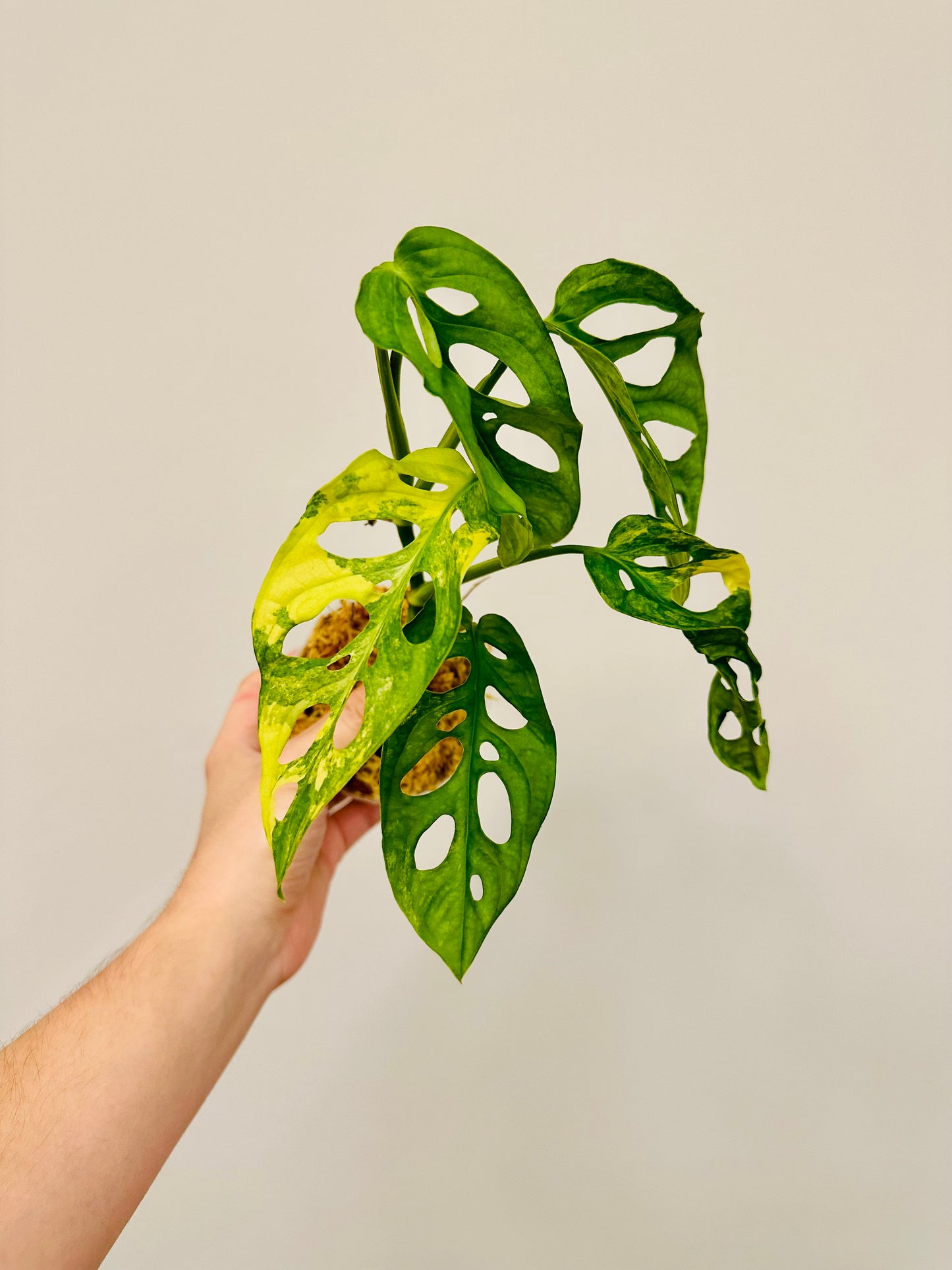 Monstera Adansonii Aurea