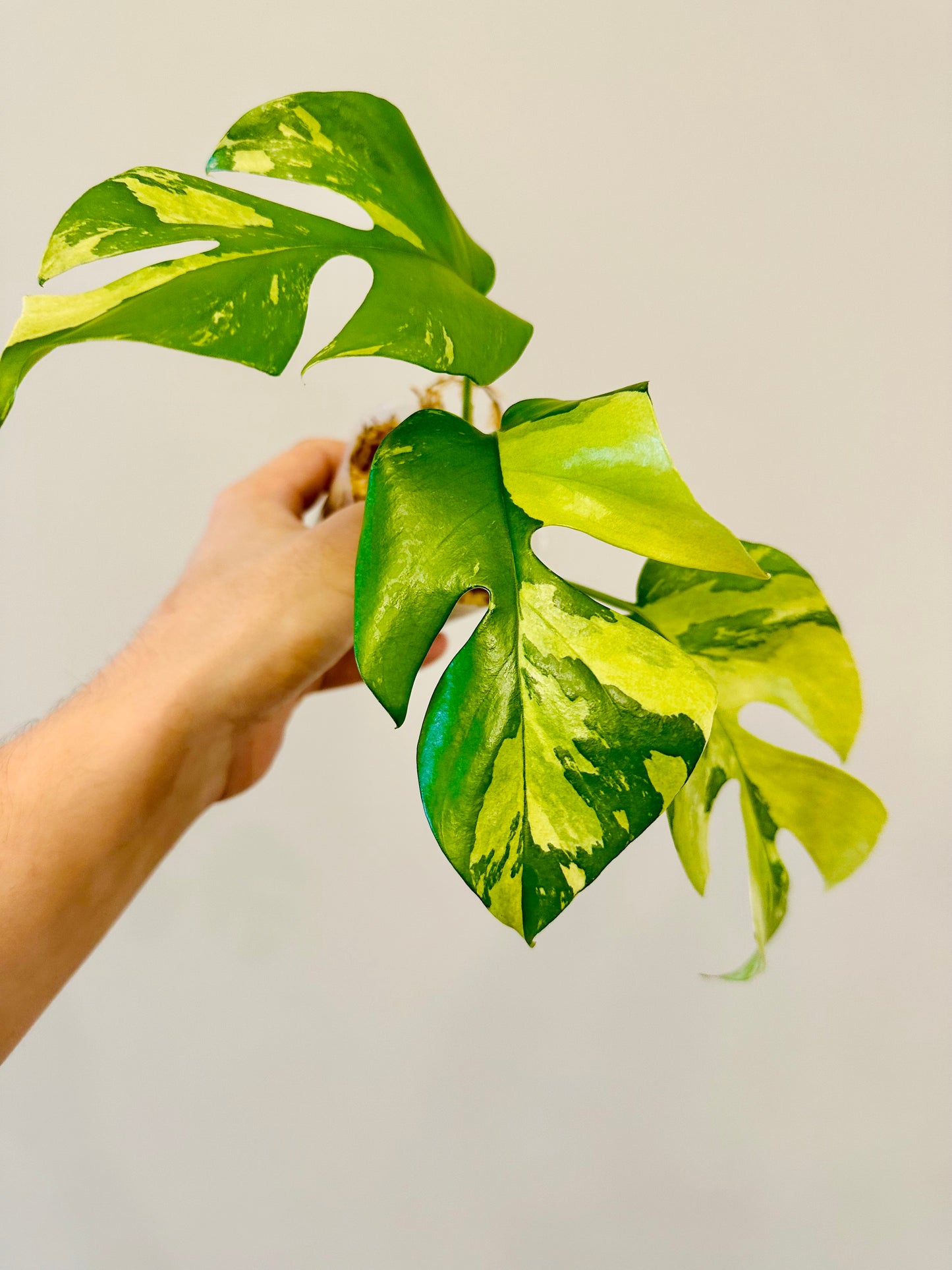 Monstera Tetrasperma Variegada