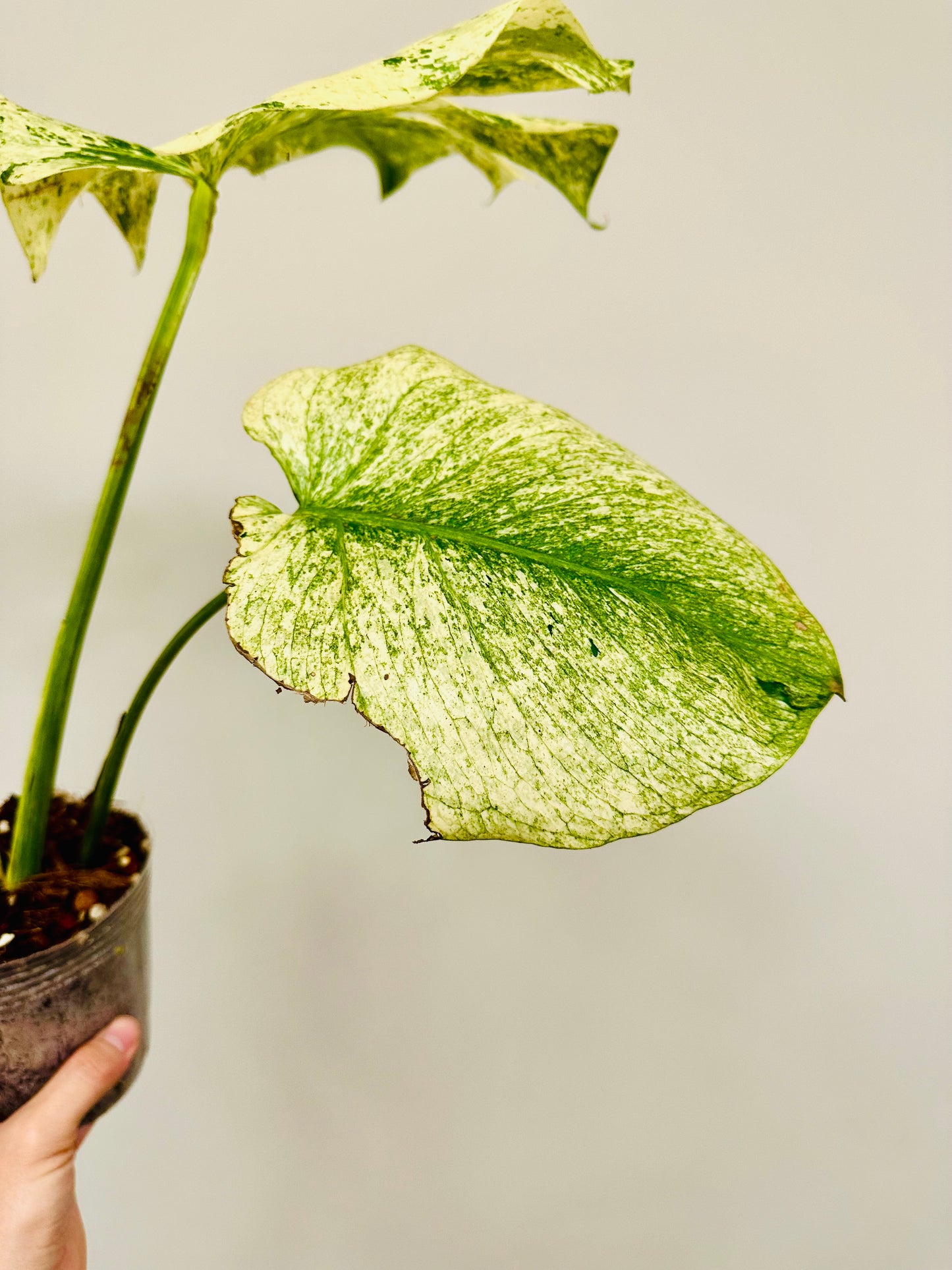 Monstera Mint Kunzo White Monster XXL