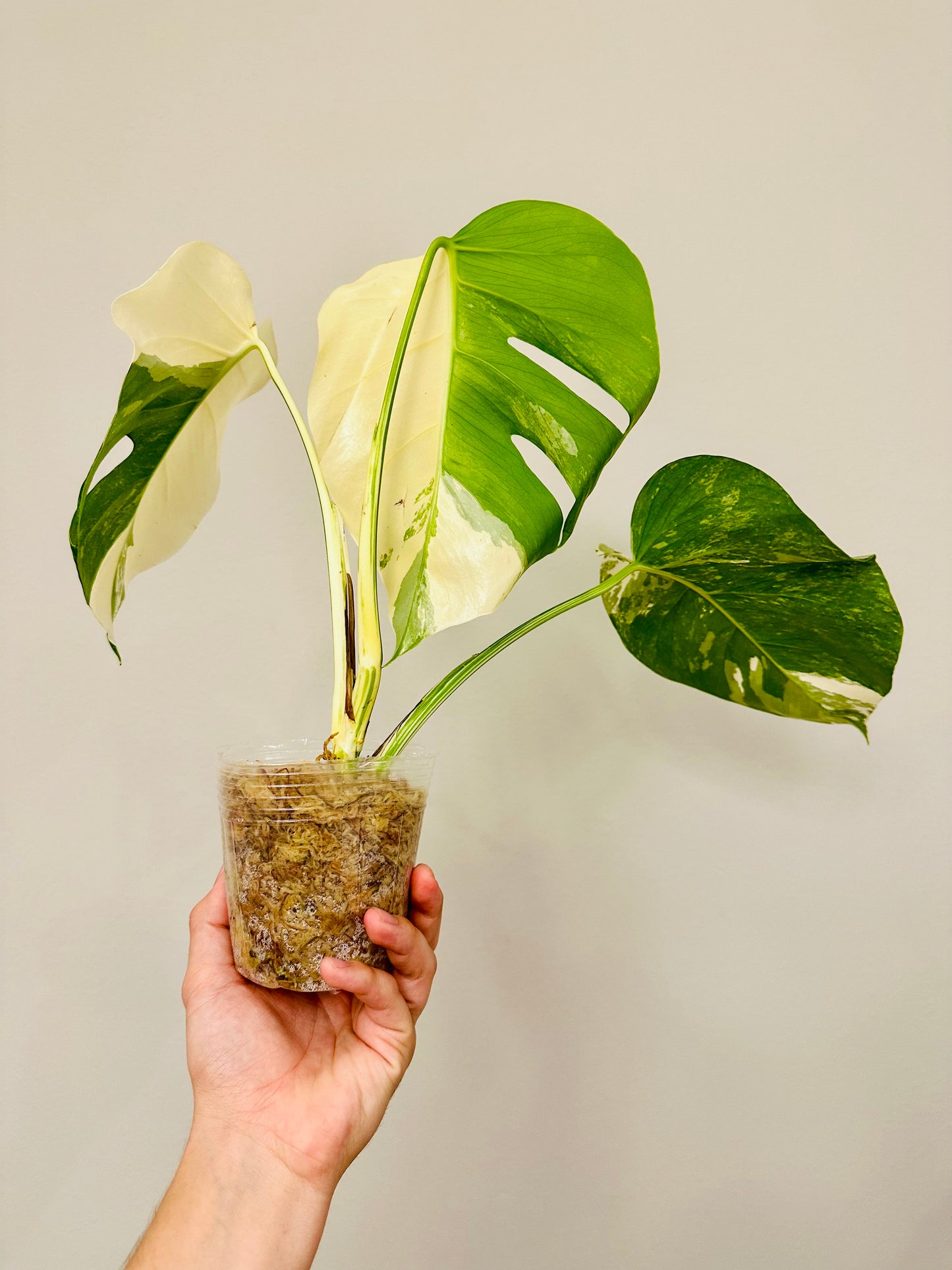 Monstera Deliciosa Albo Borsigiana Japanese White Tiger