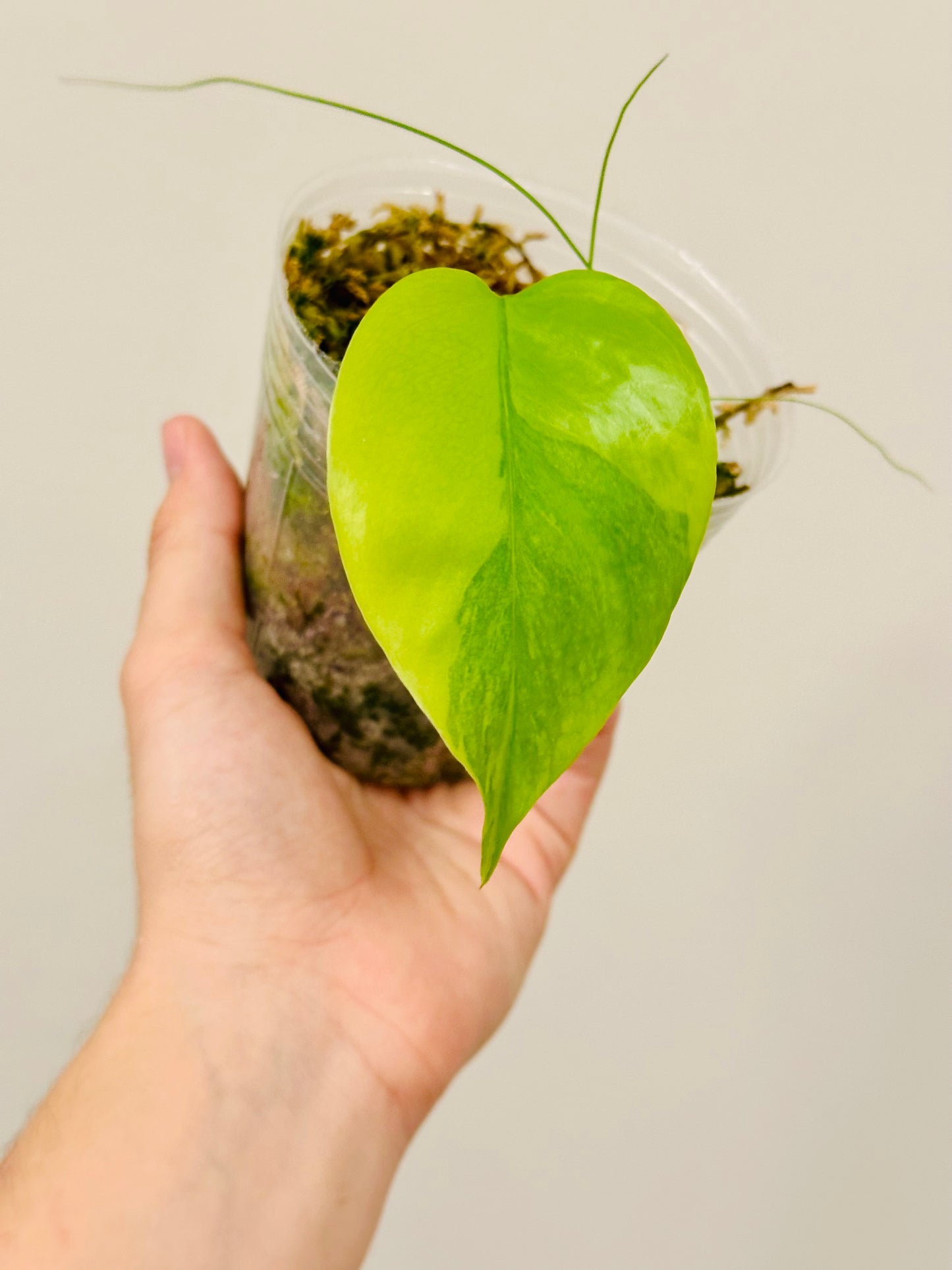 Monstera Aurea Borsigiana