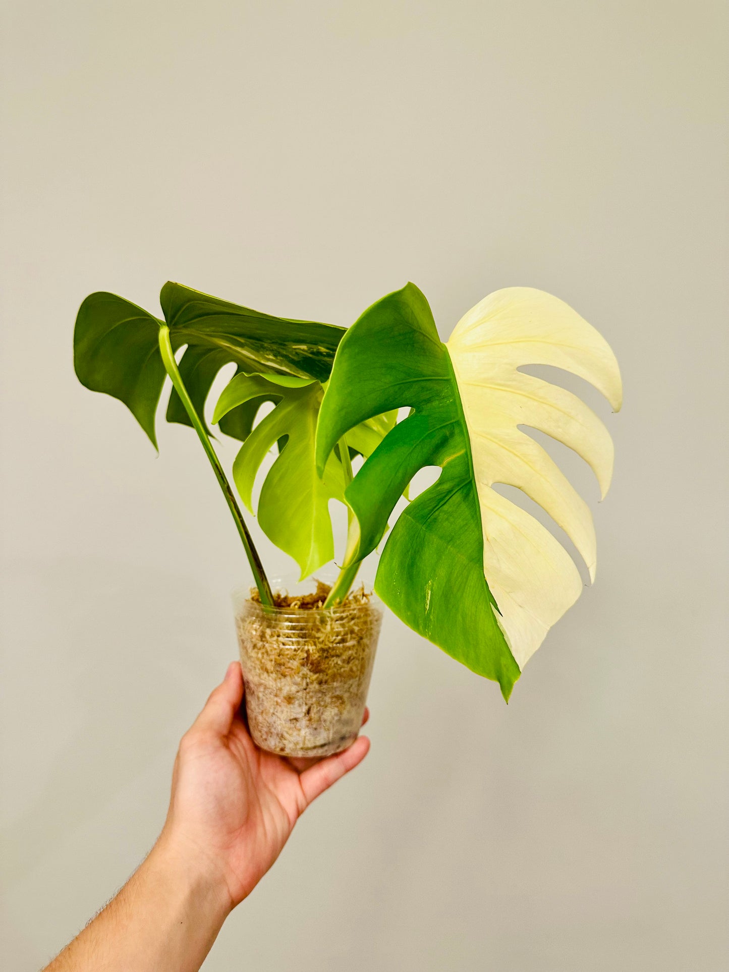 Monstera Deliciosa Albo Borsigiana Japanese White Tiger