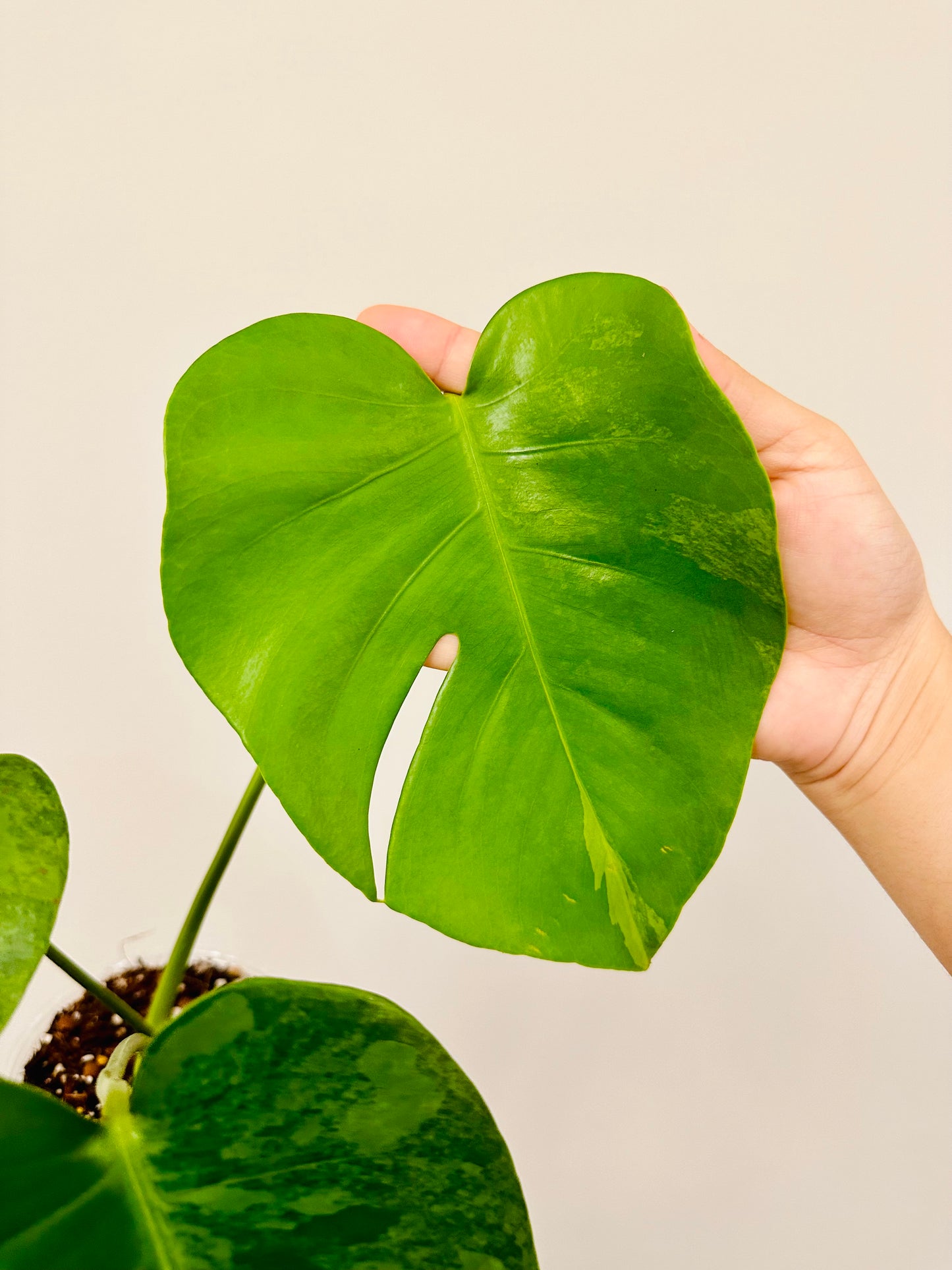 Monstera Green on Green Variegada