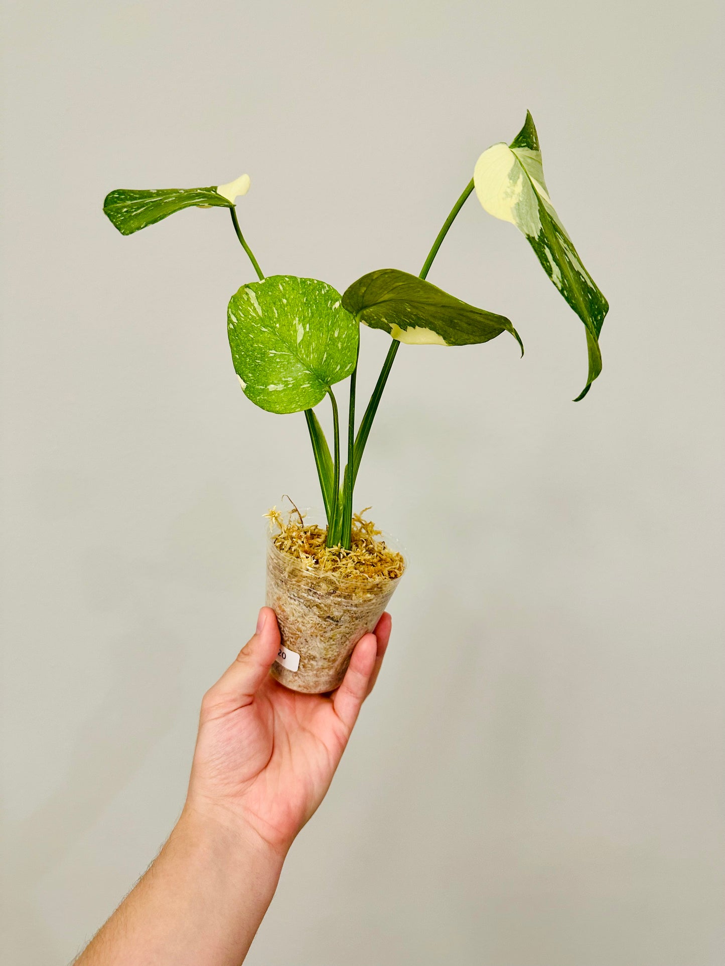 Monstera Thai Constellation