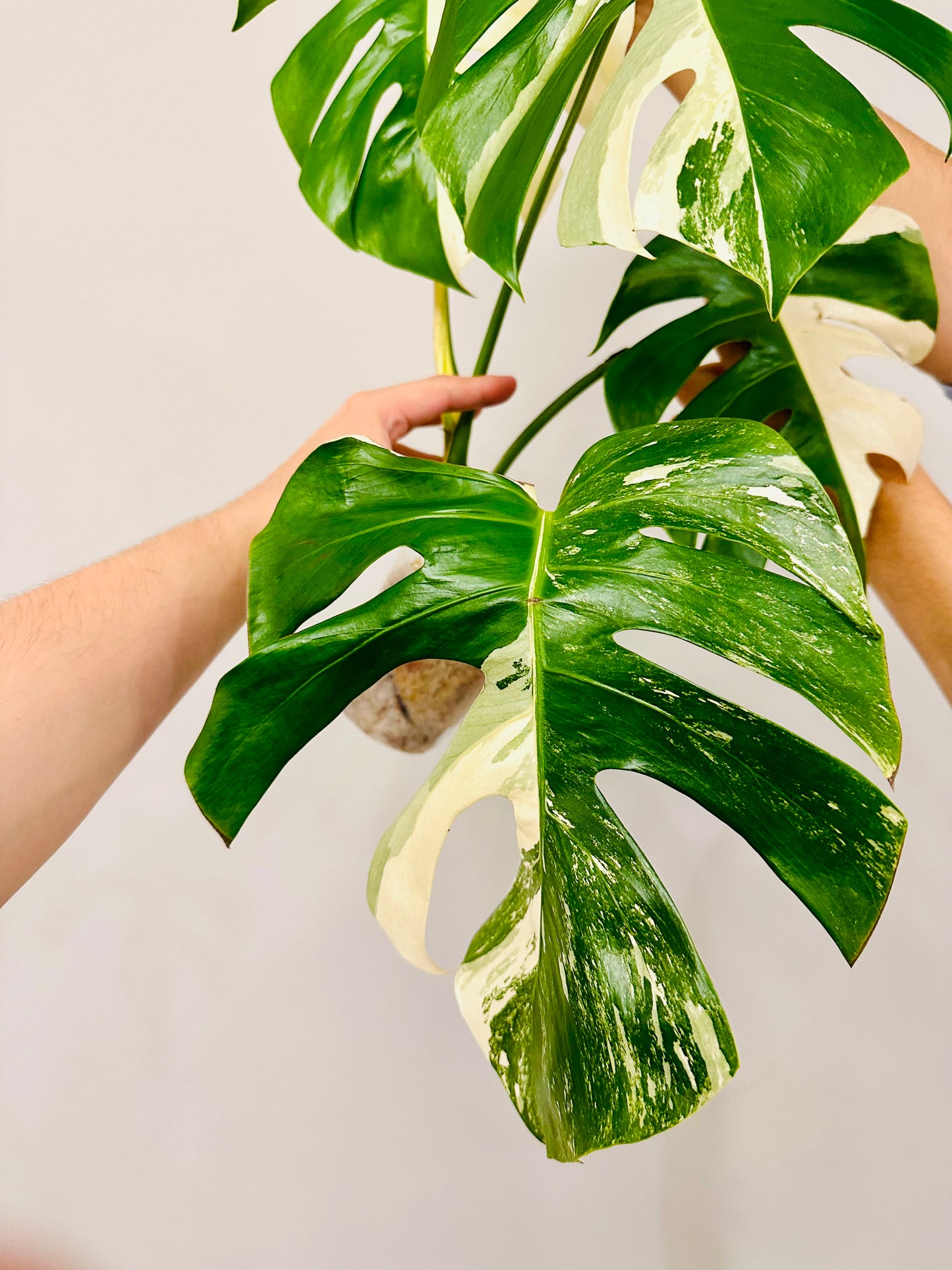 Monstera Deliciosa Albo Borsigiana Japanese White Tiger