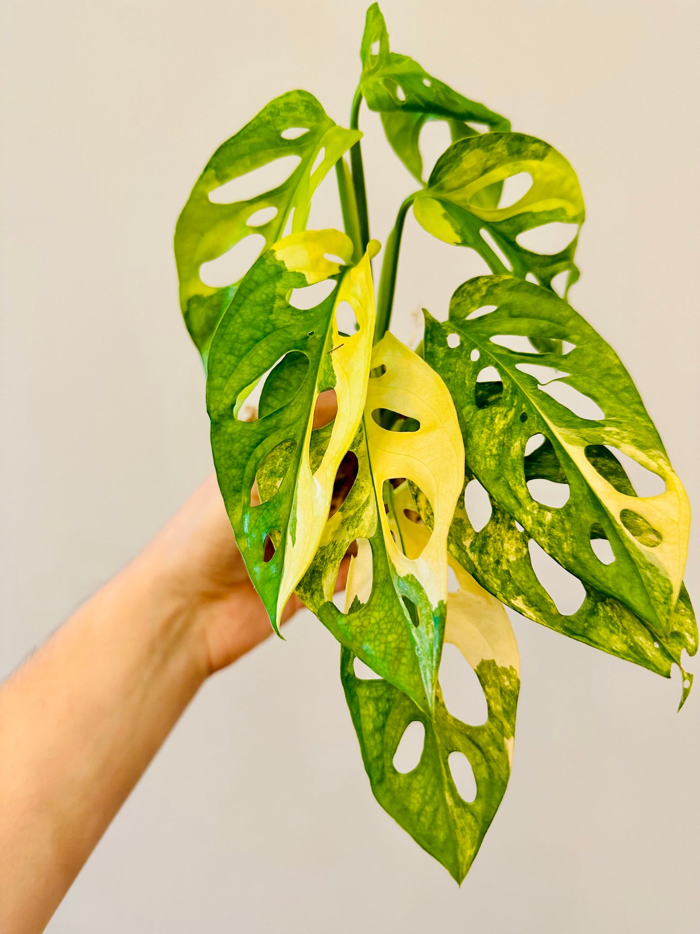 Monstera Adansonii Aurea