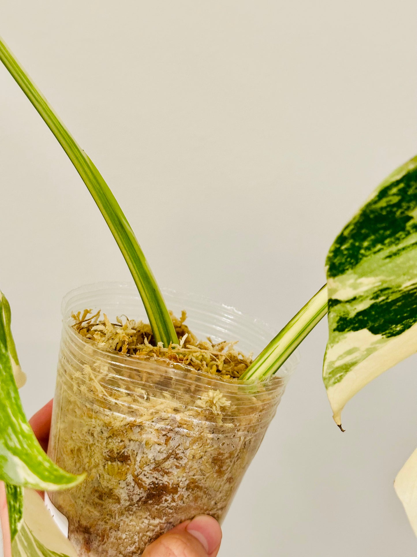 Monstera Deliciosa Albo Borsigiana Japanese White Tiger