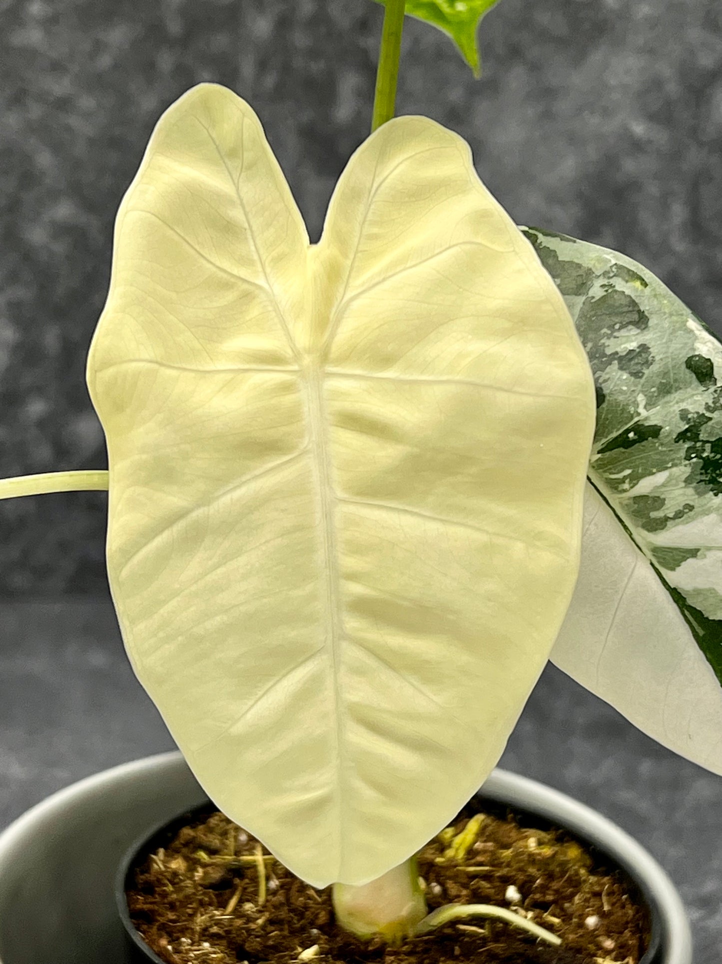 Alocasia Frydrek Variegada