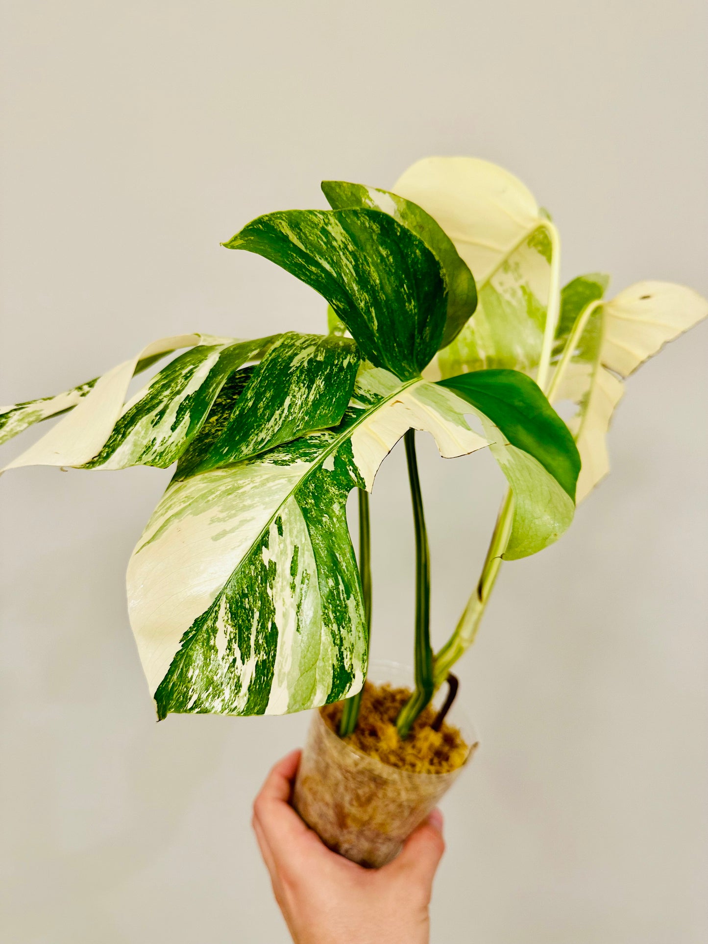 Monstera Deliciosa Albo Borsigiana Japanese White Tiger