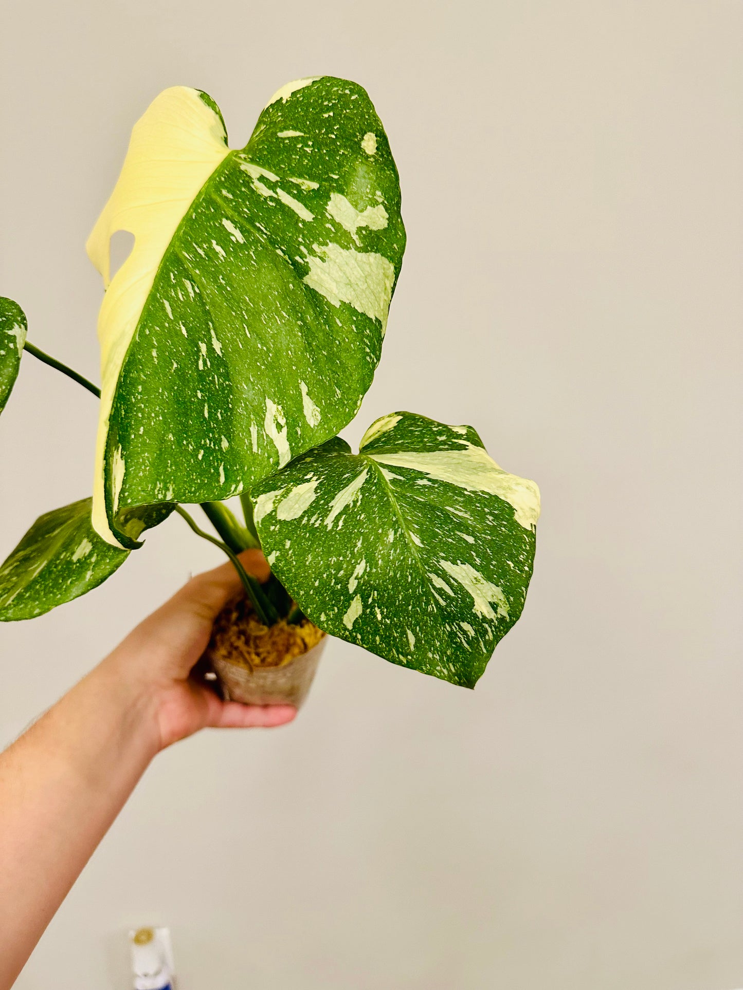 Monstera Thai Constellation