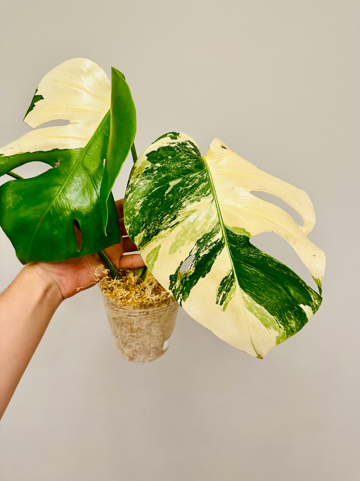 Monstera Deliciosa Albo Borsigiana Japanese White Tiger