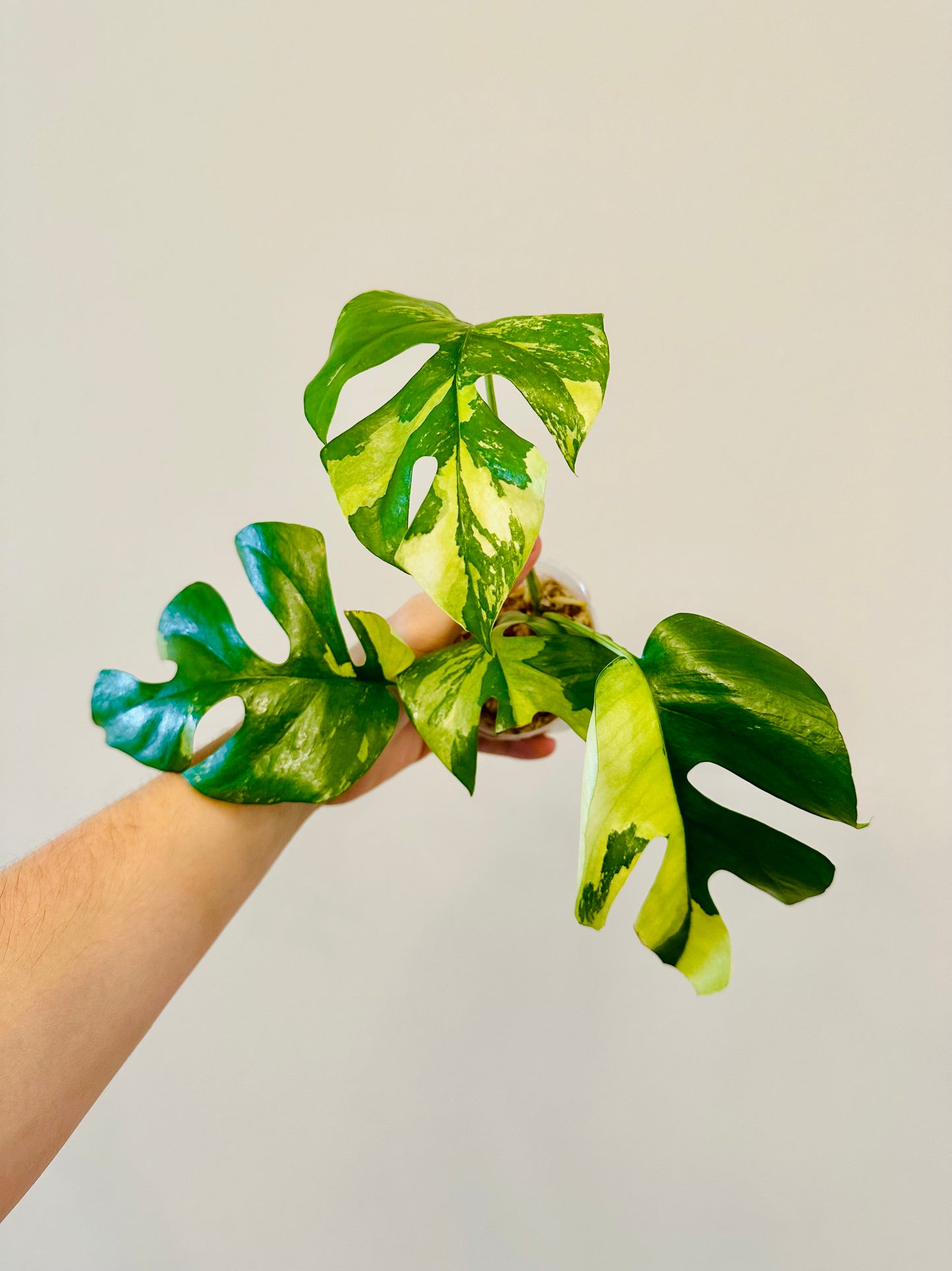 Monstera Tetrasperma Variegada