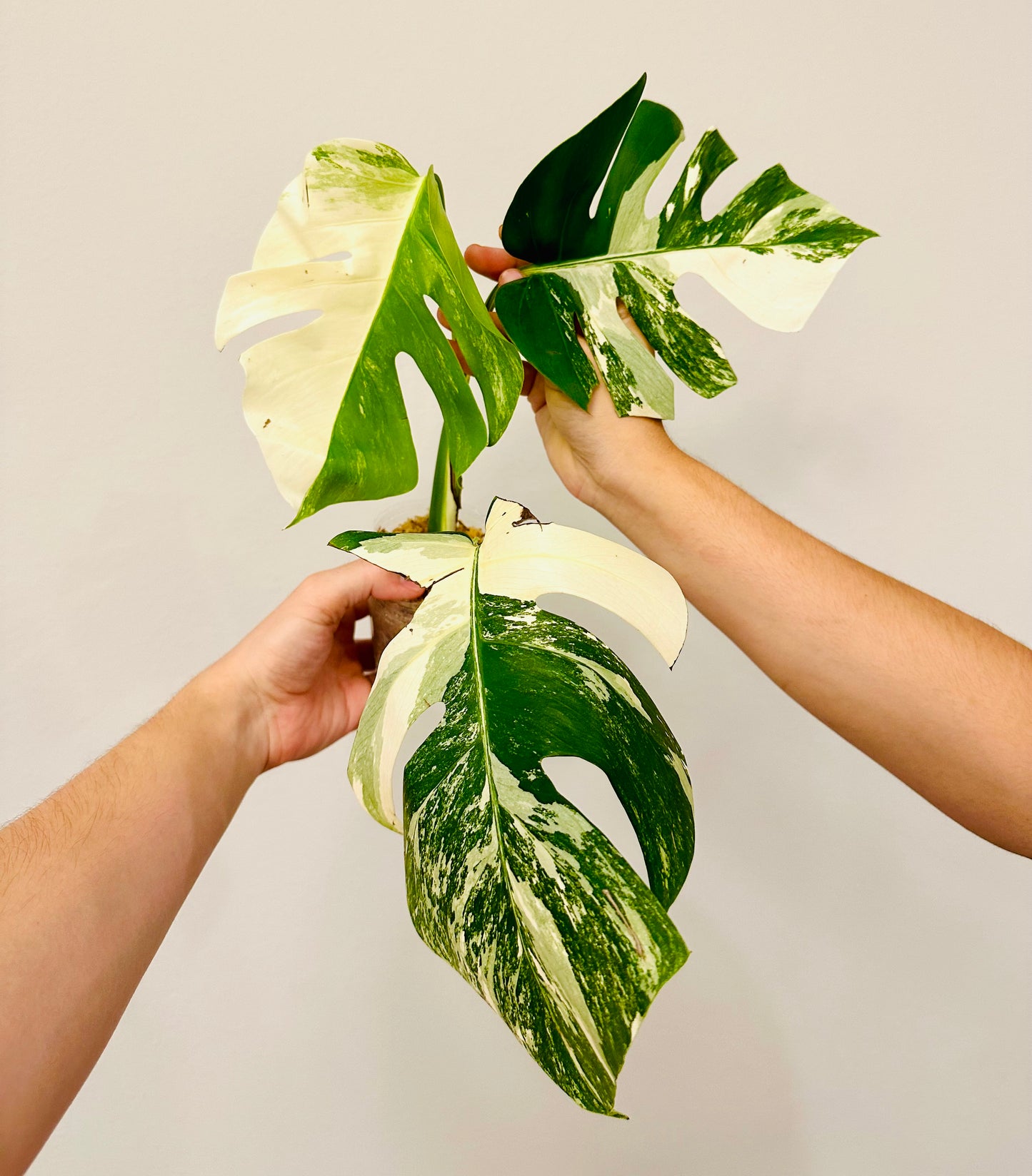 Monstera Deliciosa Albo Borsigiana Japanese White Tiger