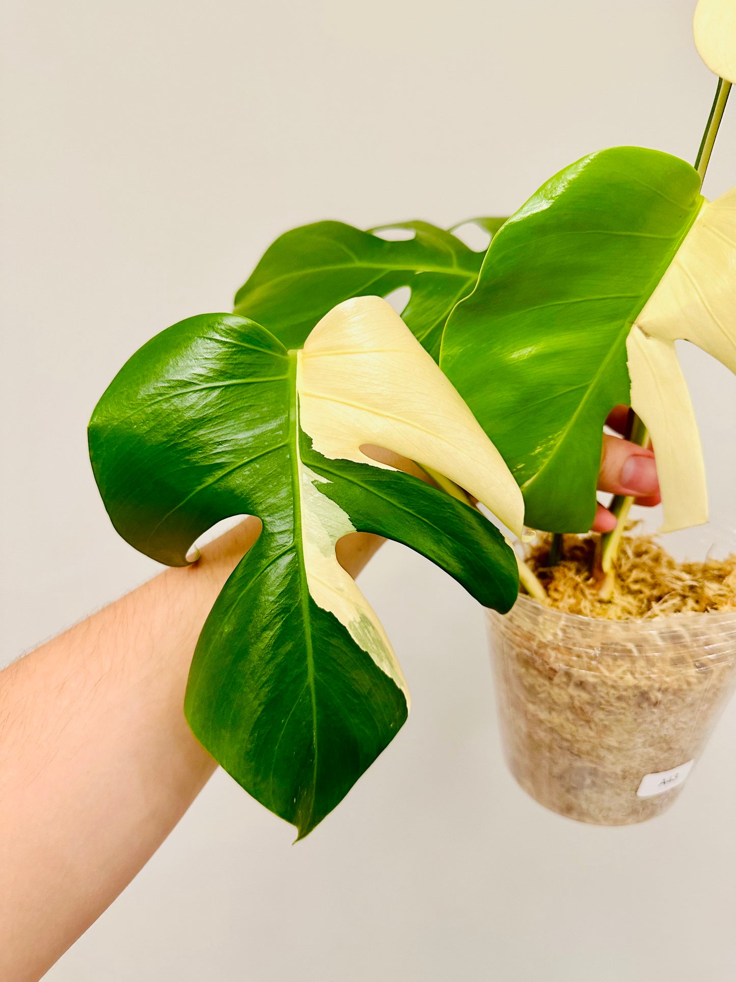 Monstera Deliciosa Albo Borsigiana Japanese White Tiger