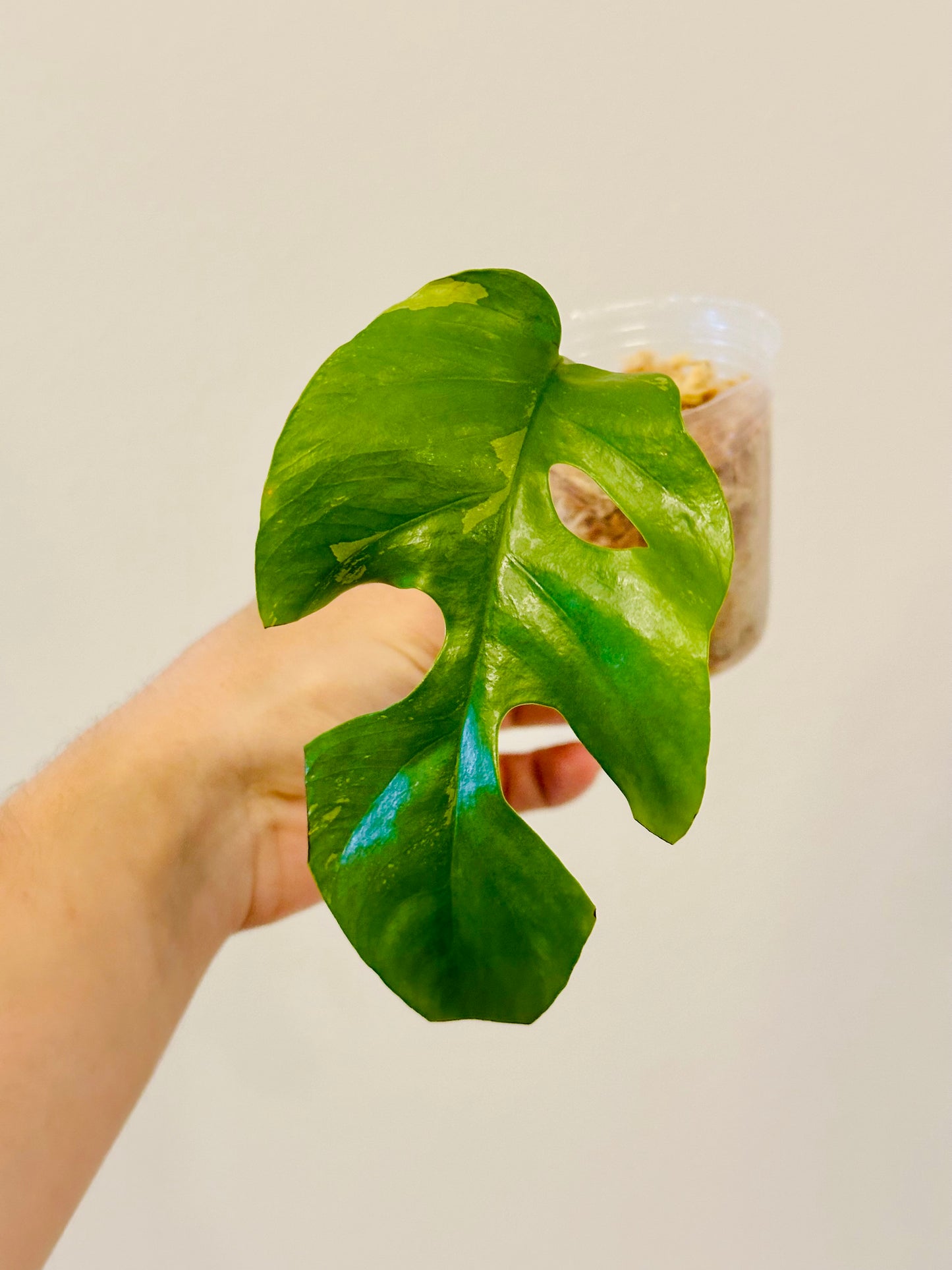 Monstera Tetrasperma Variegada