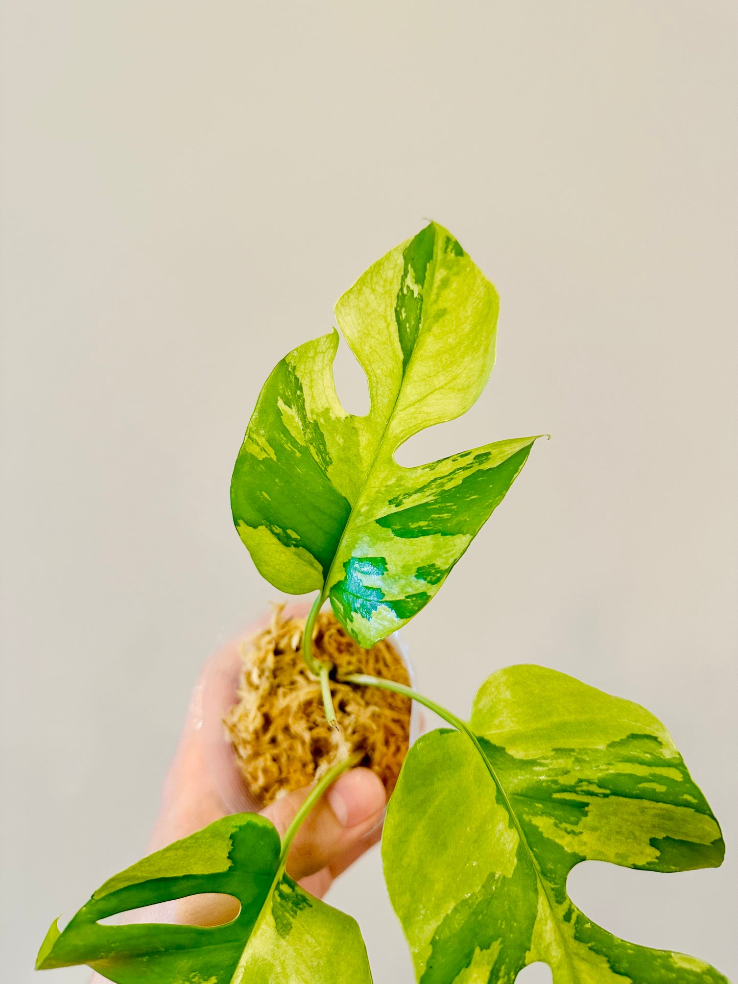 Monstera Tetrasperma Variegada