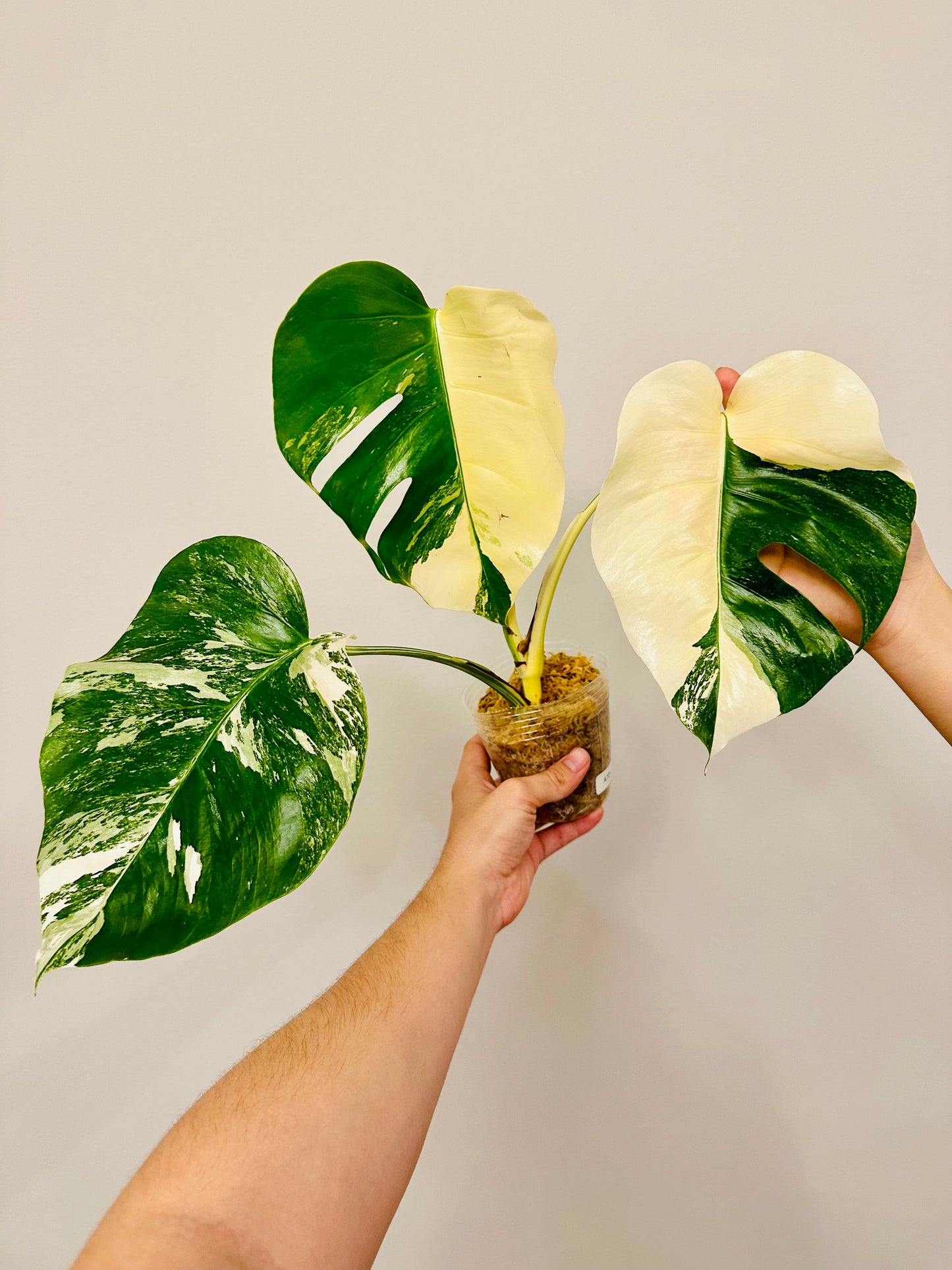 Monstera Deliciosa Albo Borsigiana Japanese White Tiger