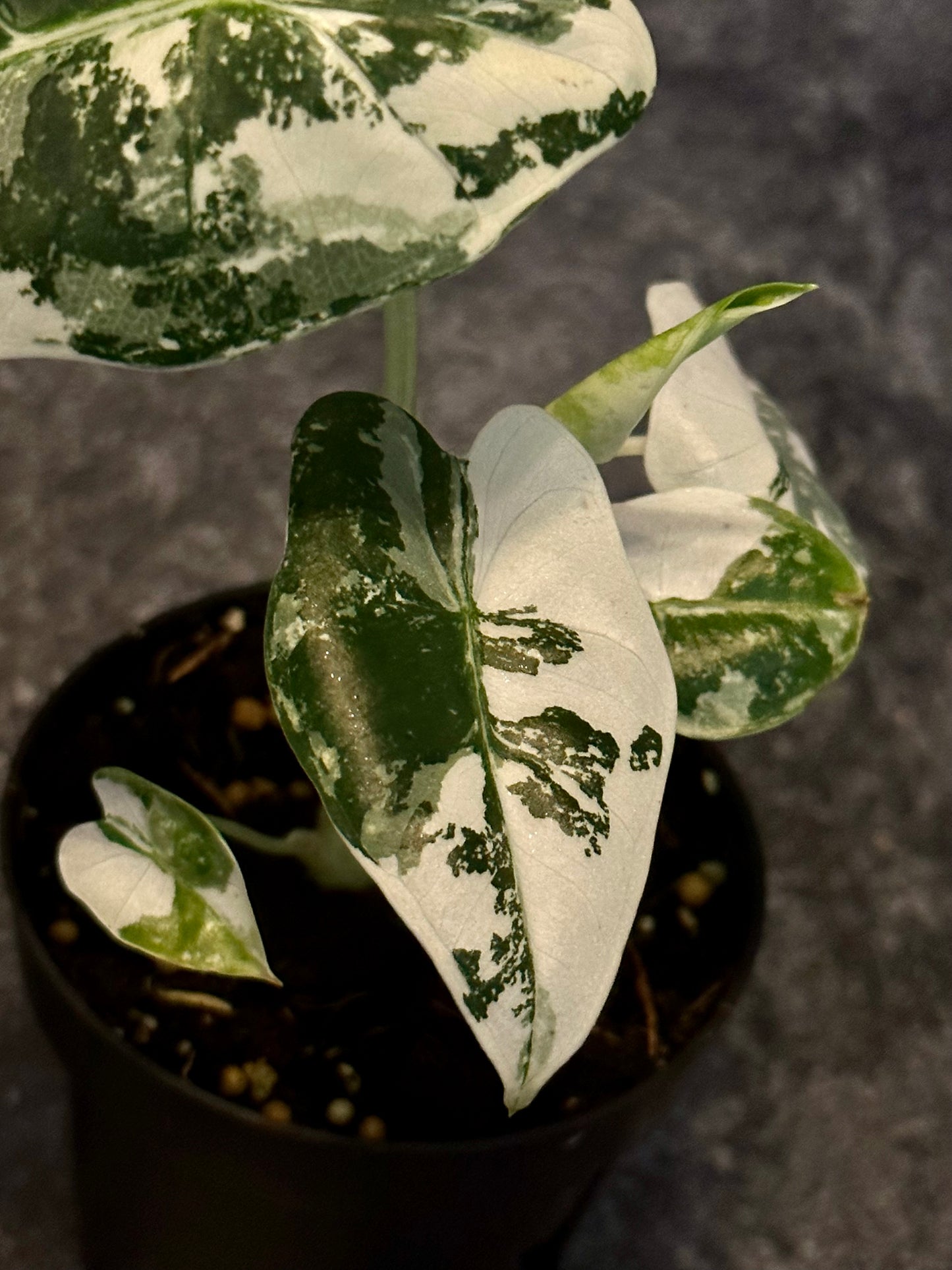 Alocasia Frydrek Variegada