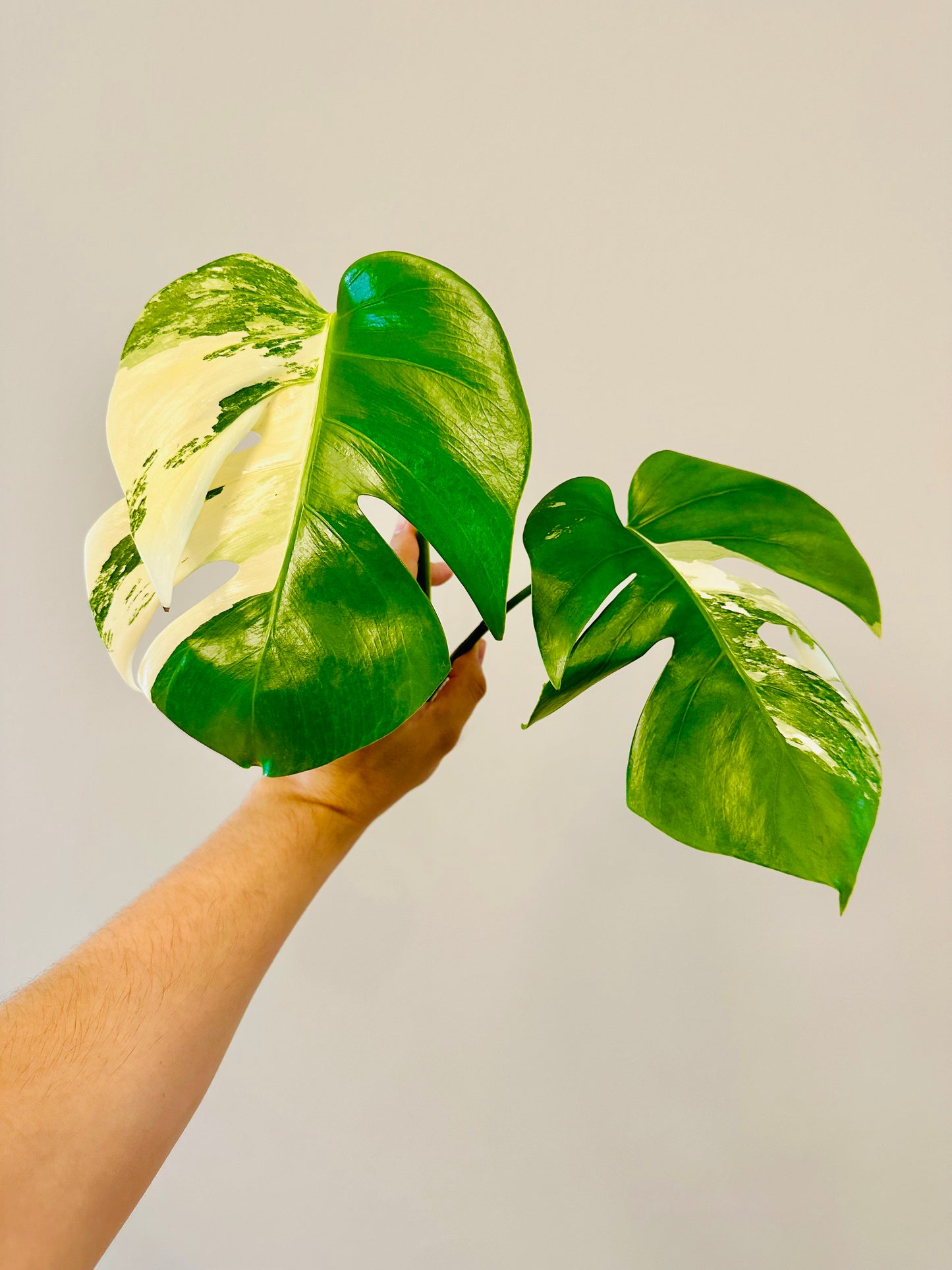 Monstera Deliciosa Albo Borsigiana Japanese White Tiger