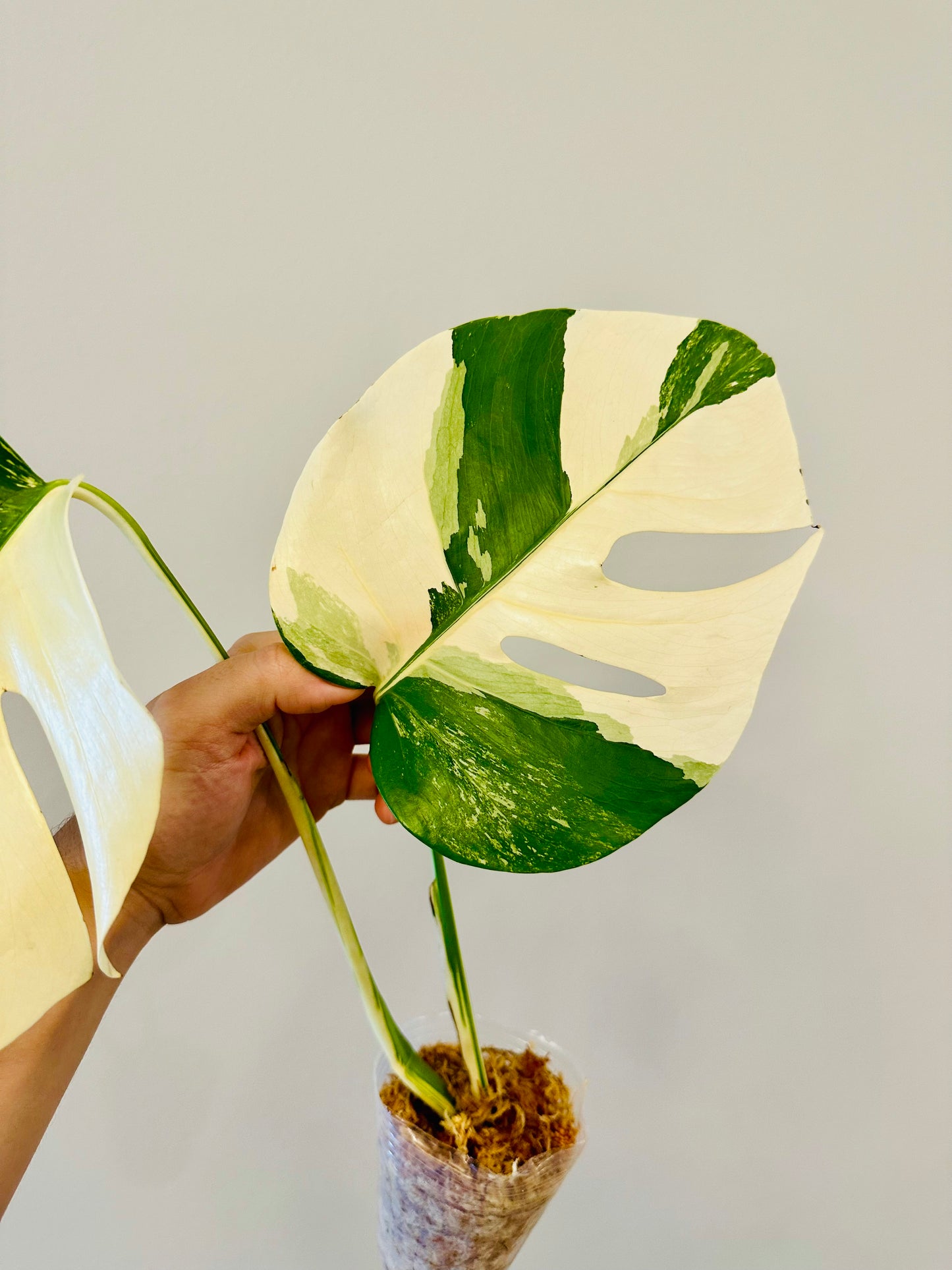 Monstera Deliciosa Albo Borsigiana Japanese White Tiger