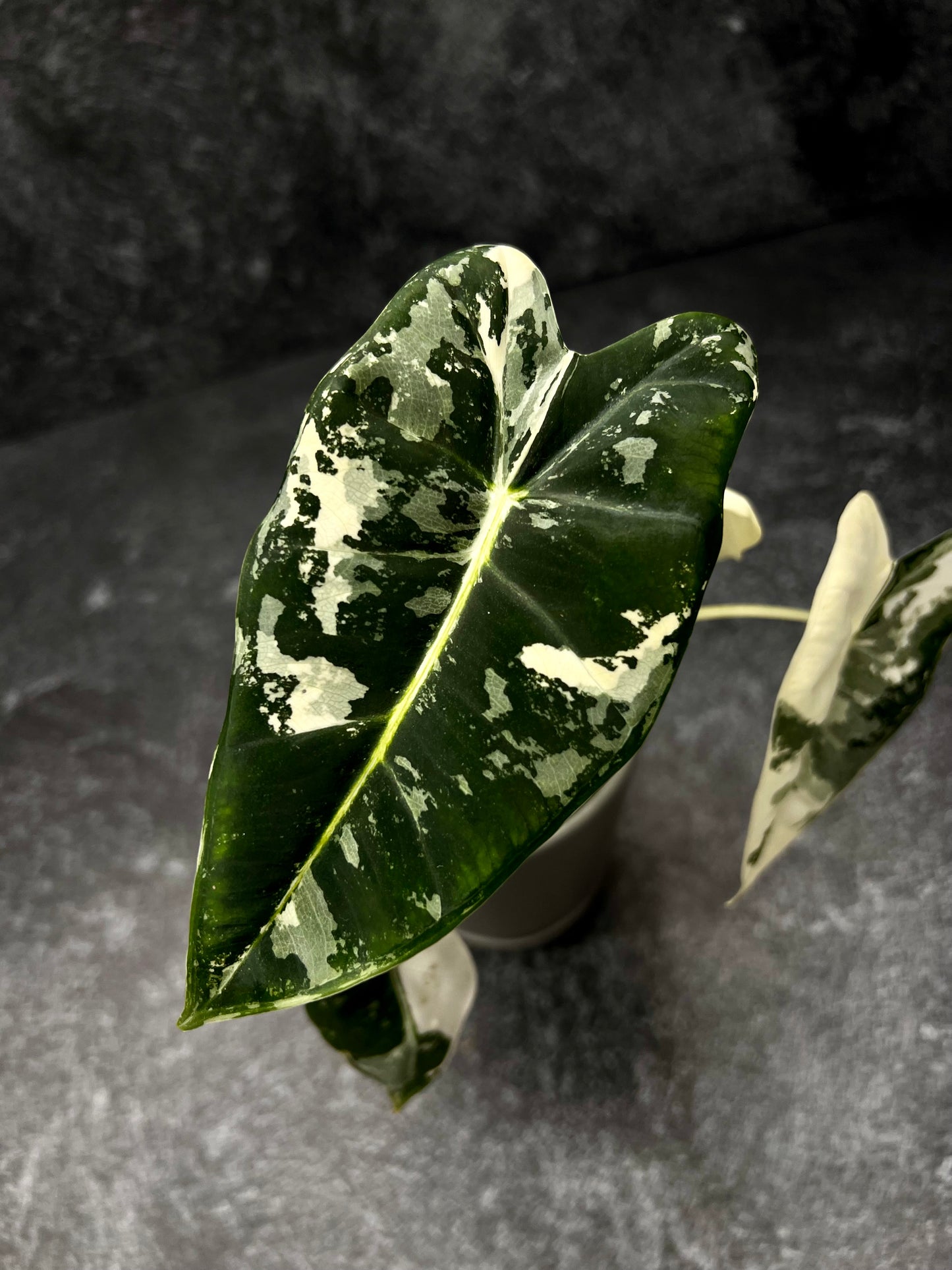 Alocasia Frydrek Variegada