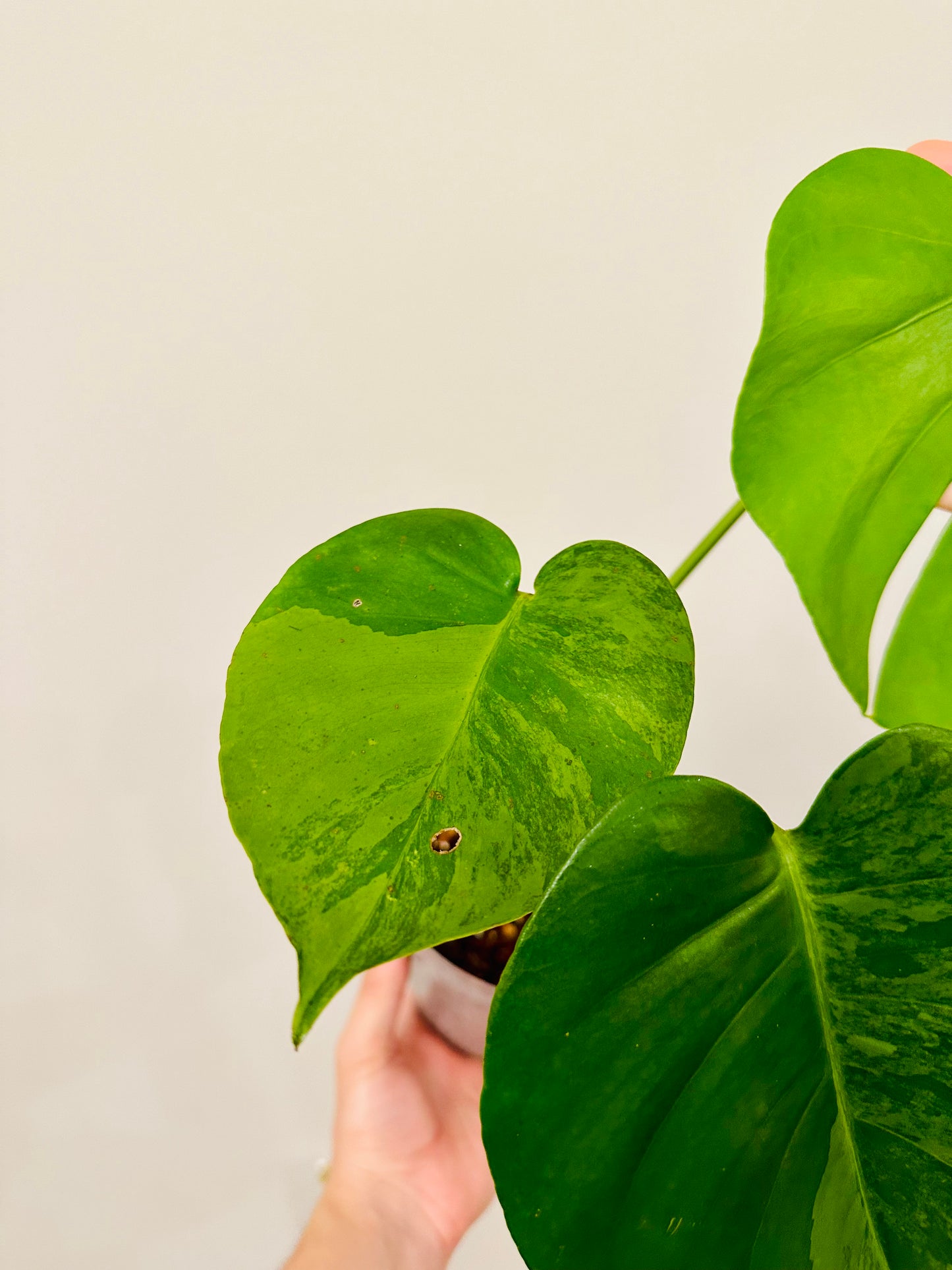 Monstera Green on Green Variegada