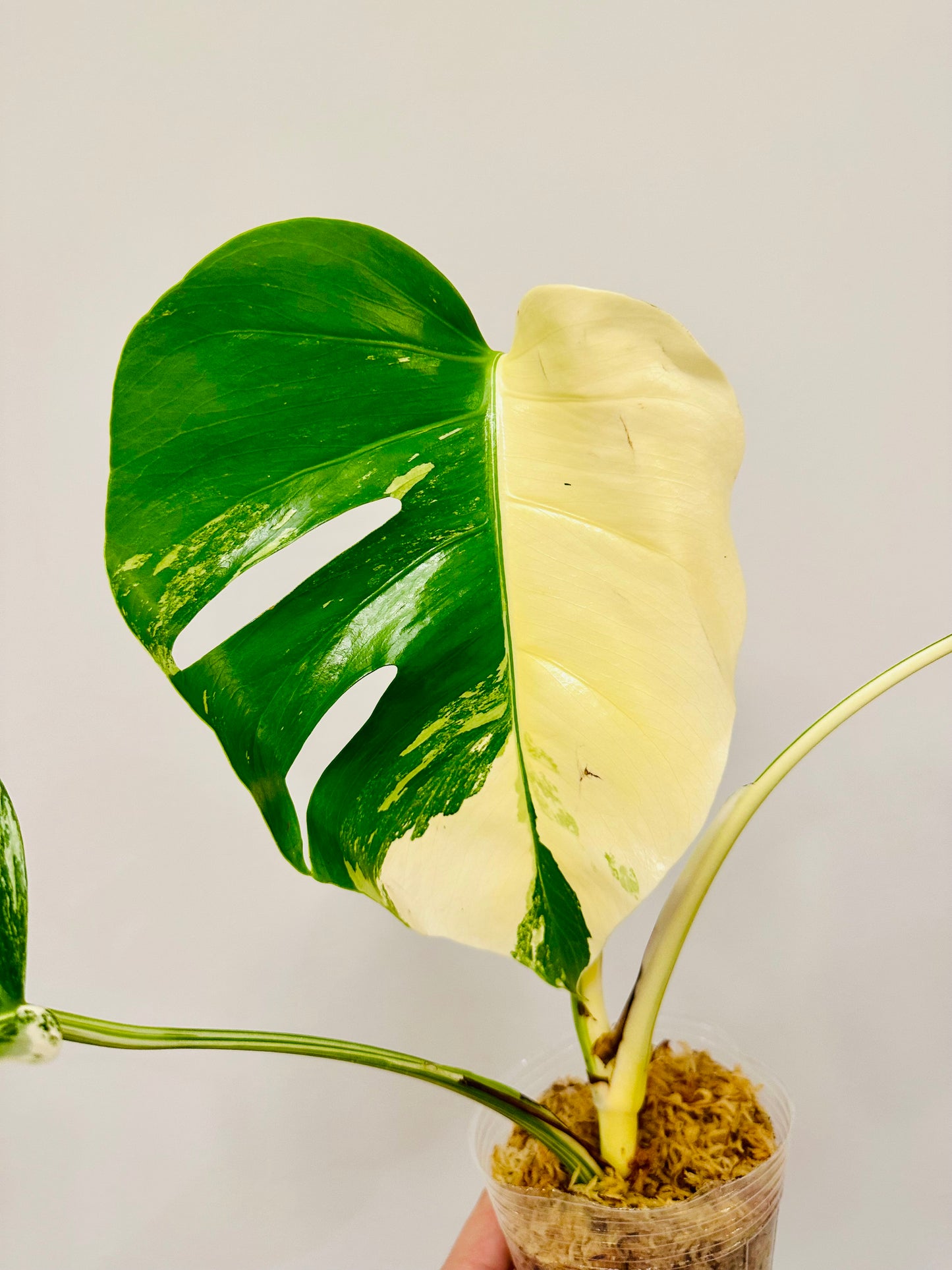 Monstera Deliciosa Albo Borsigiana Japanese White Tiger