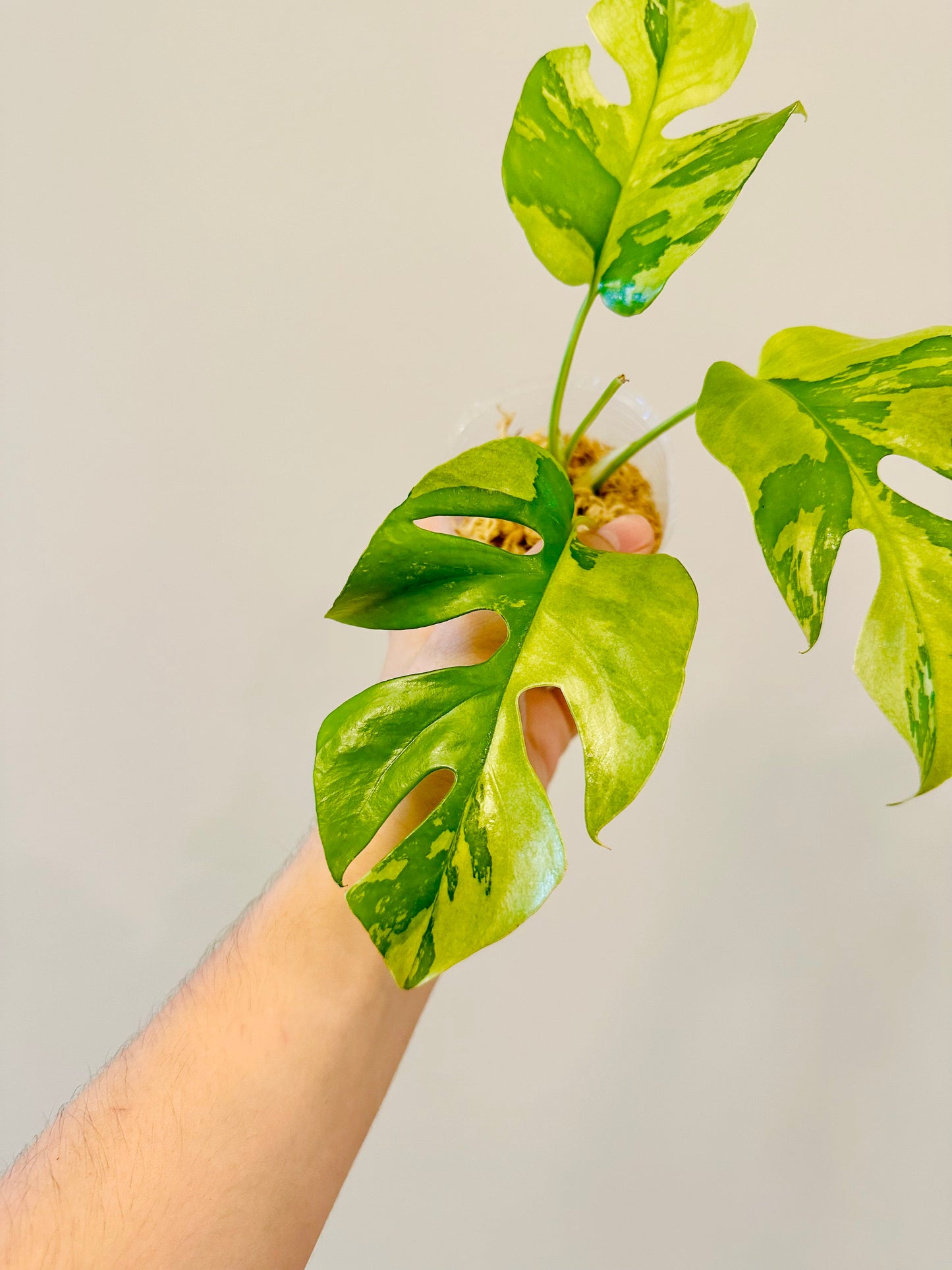 Monstera Tetrasperma Variegada