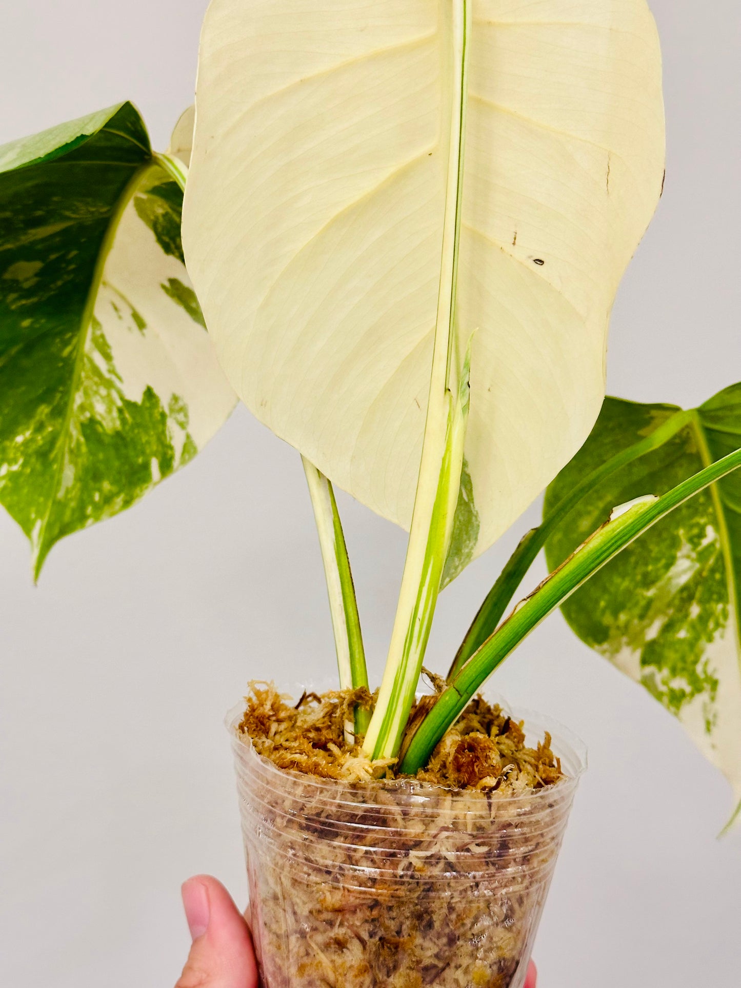 Monstera Deliciosa Albo Borsigiana Japanese White Tiger