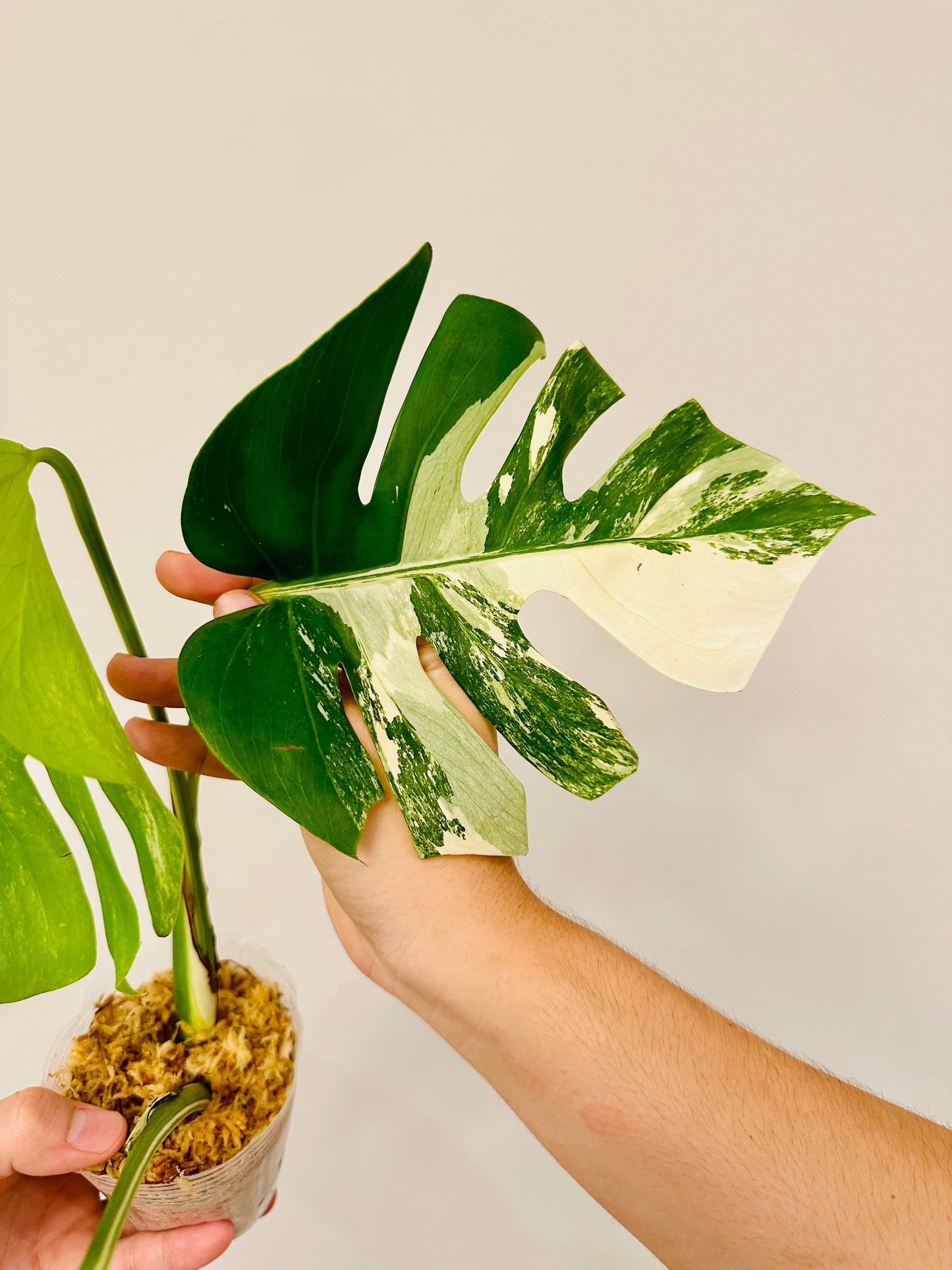 Monstera Deliciosa Albo Borsigiana Japanese White Tiger