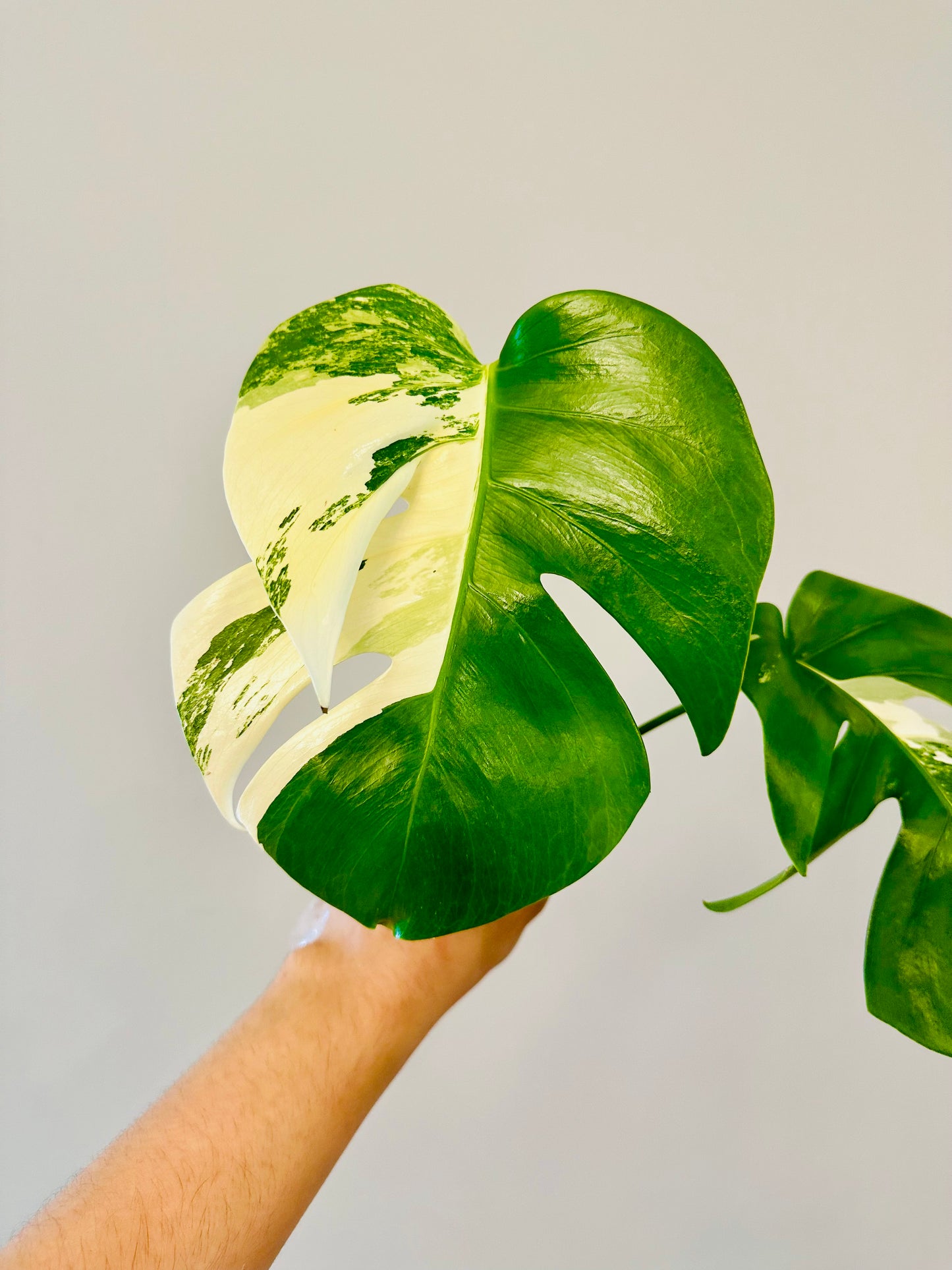 Monstera Deliciosa Albo Borsigiana Japanese White Tiger