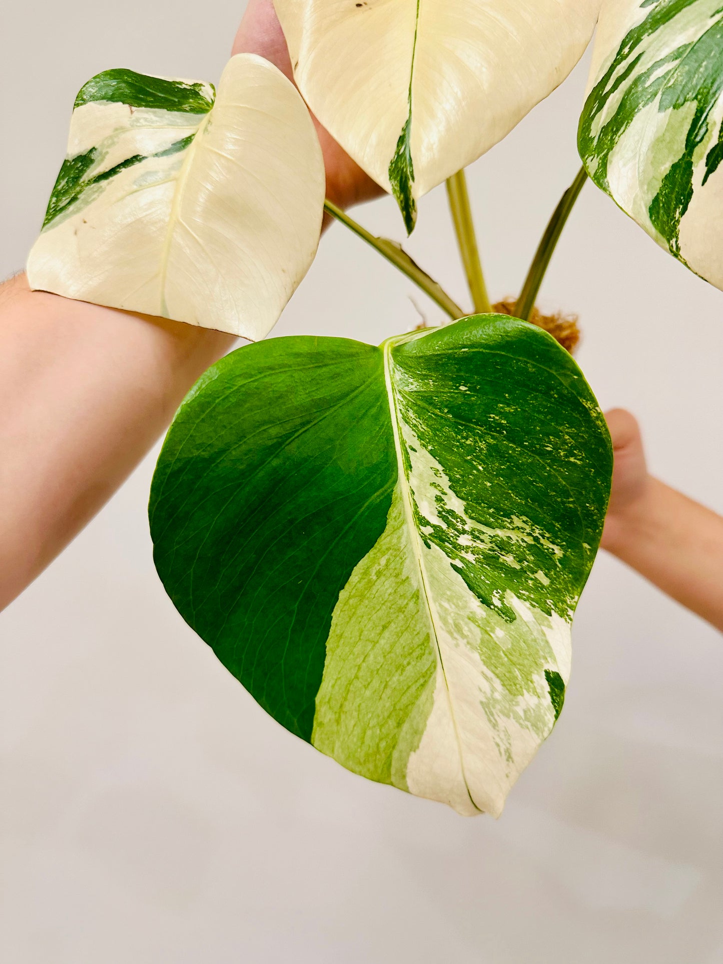 Monstera Deliciosa Albo Borsigiana Japanese White Tiger