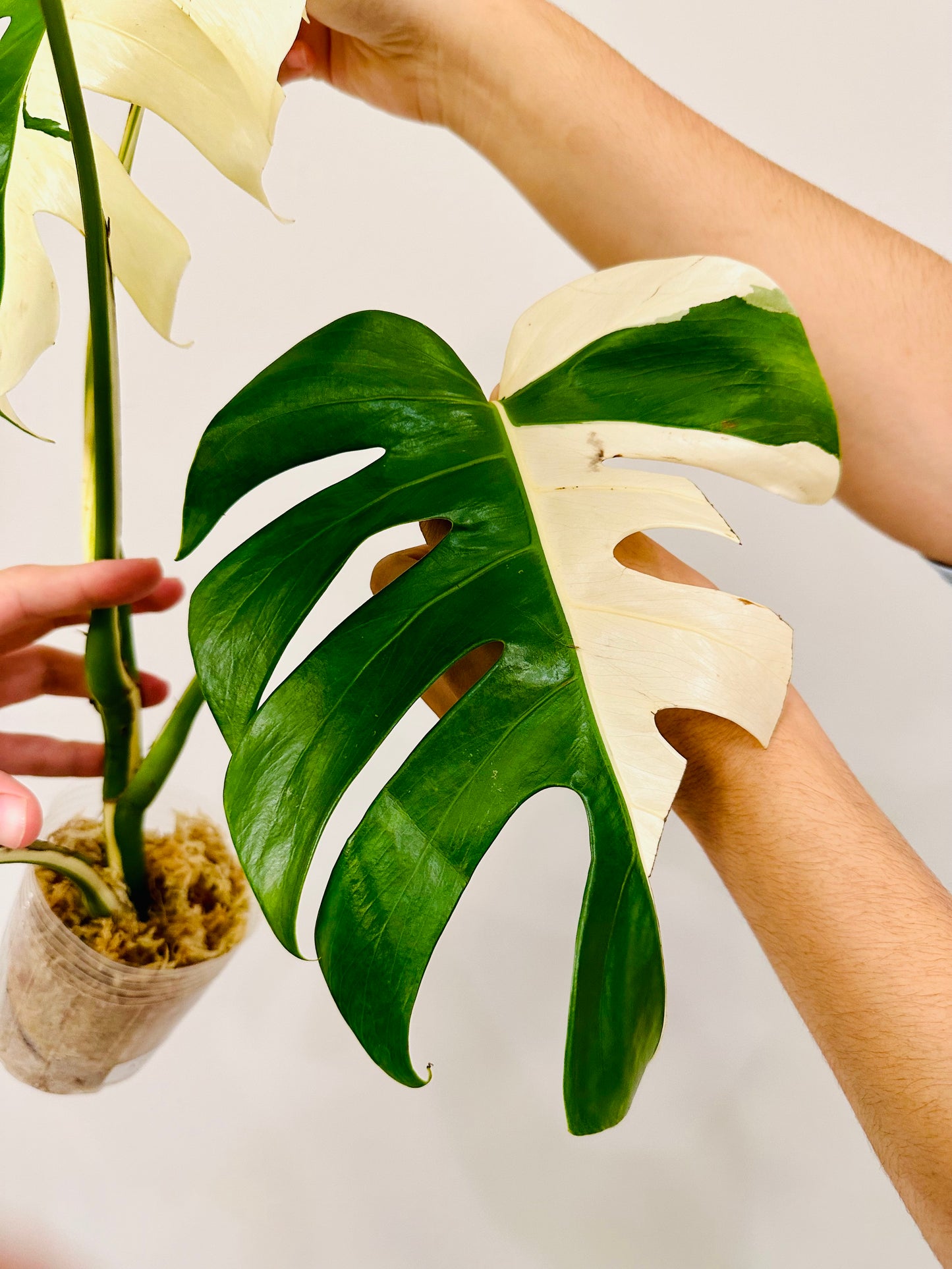 Monstera Deliciosa Albo Borsigiana Japanese White Tiger