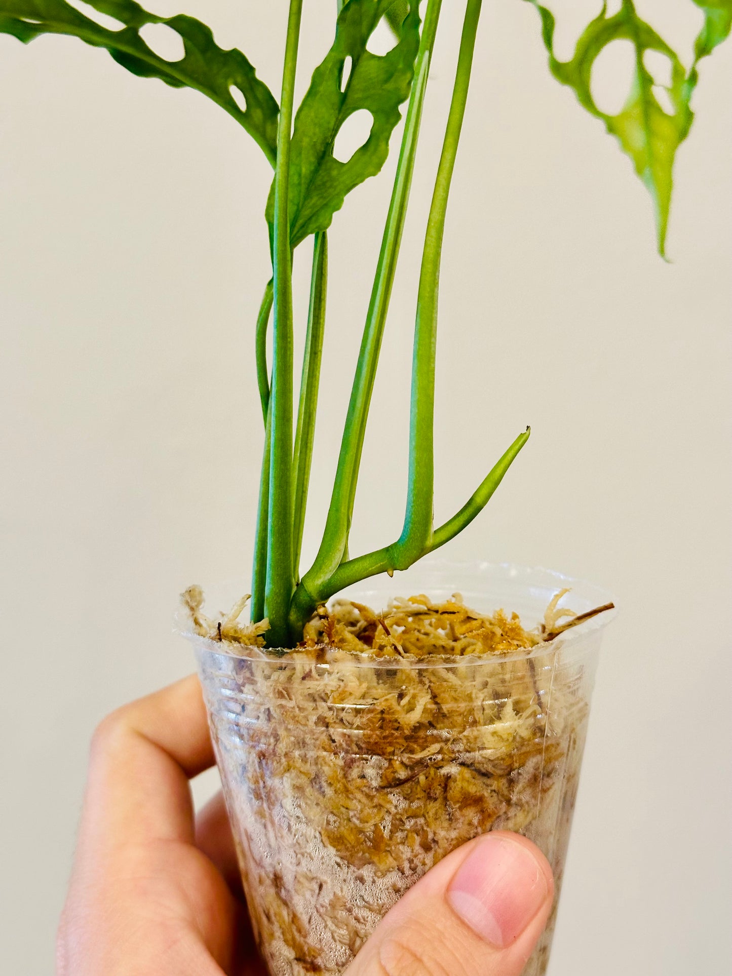 Monstera Oblicua Perú