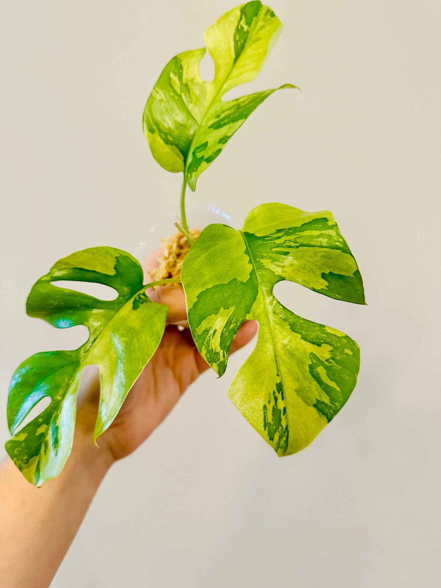 Monstera Tetrasperma Variegada