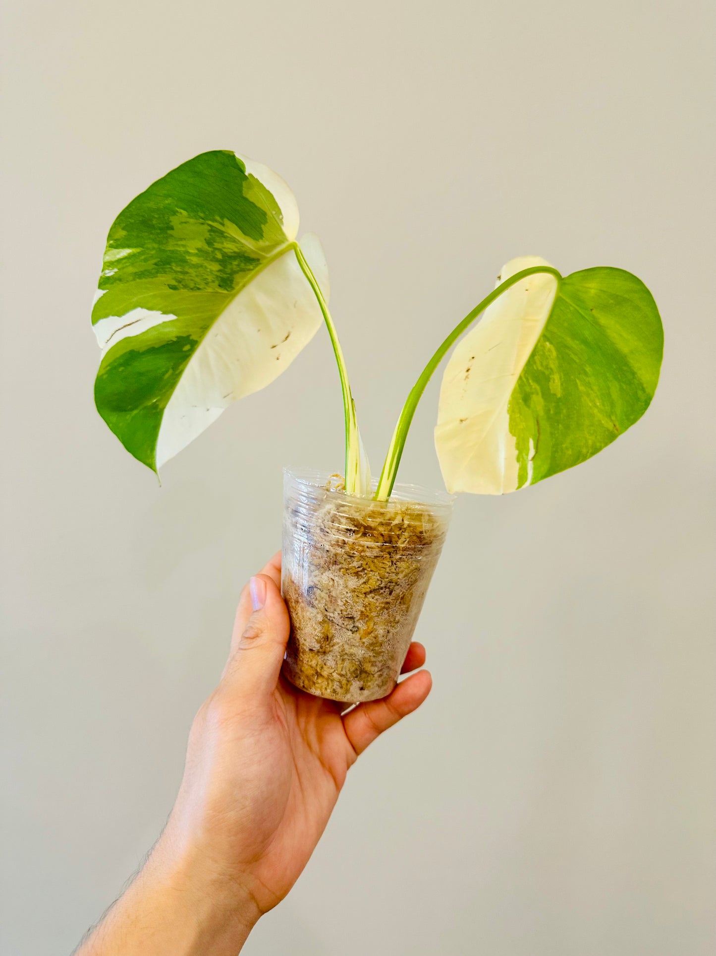 Monstera Deliciosa Albo Borsigiana Japanese White Tiger