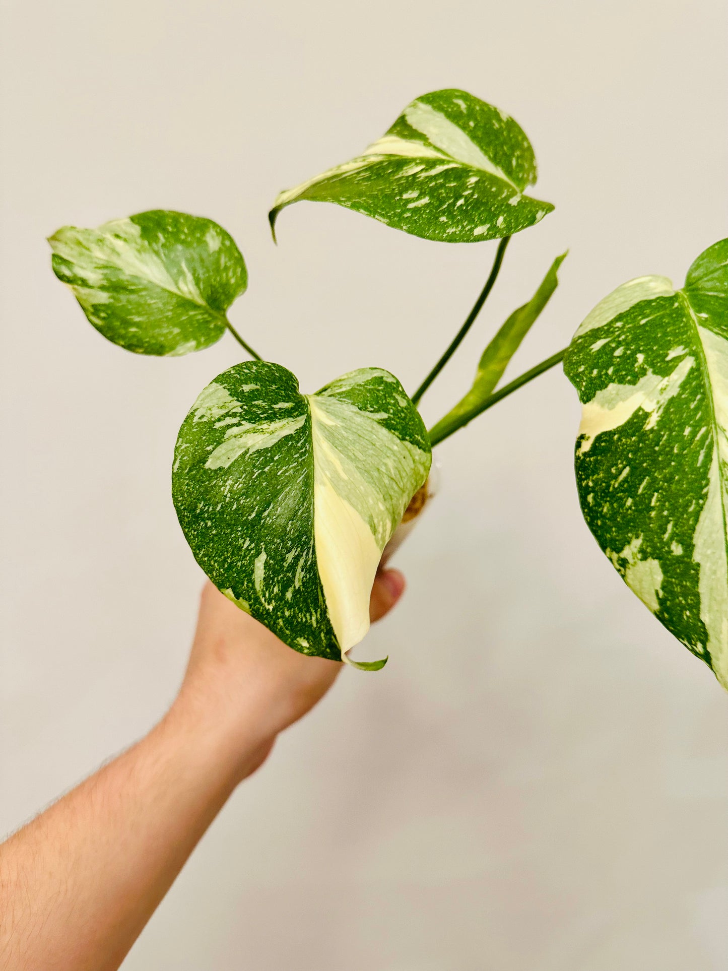 Monstera Thai Constellation