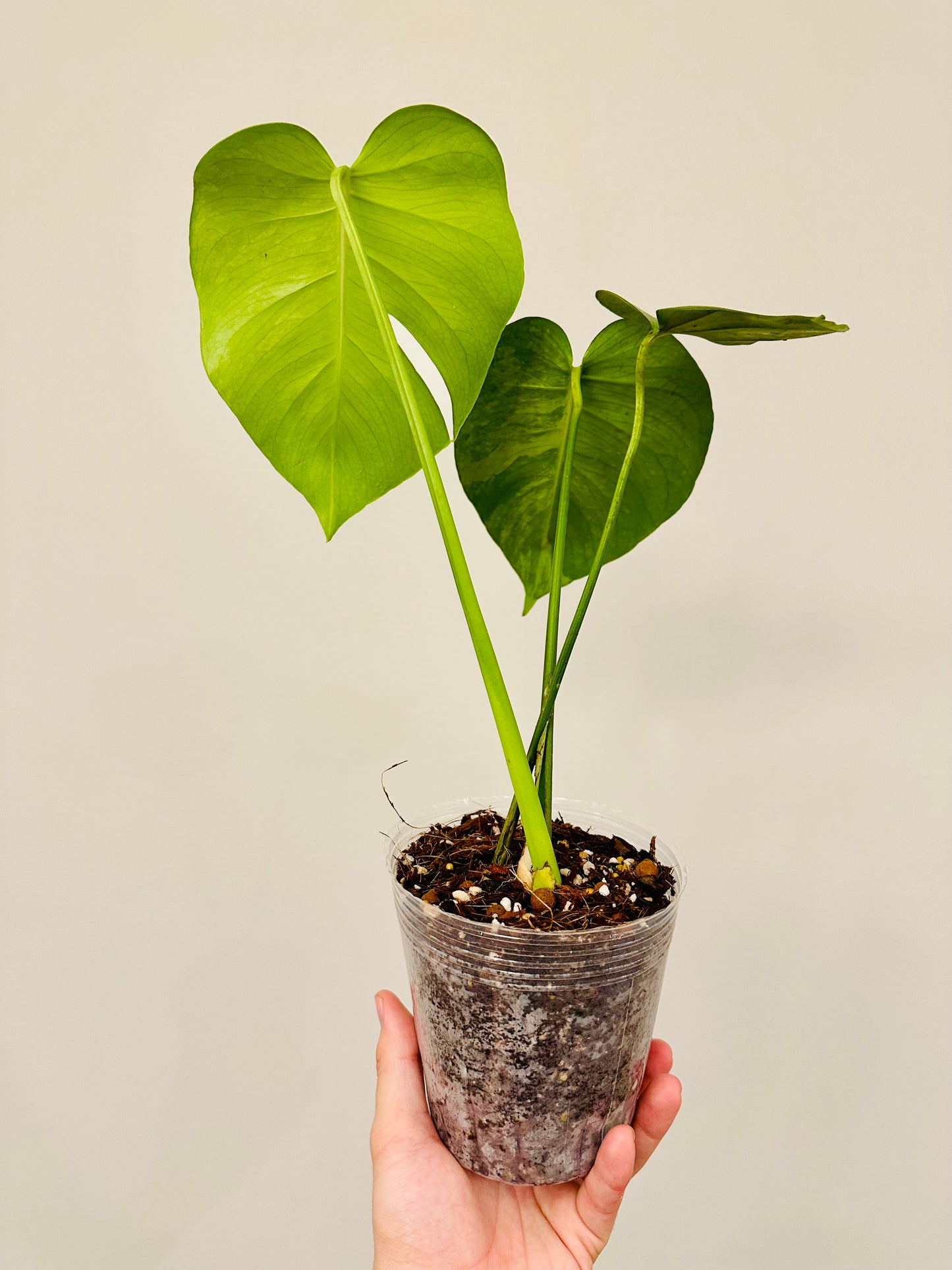 Monstera Green on Green Variegada