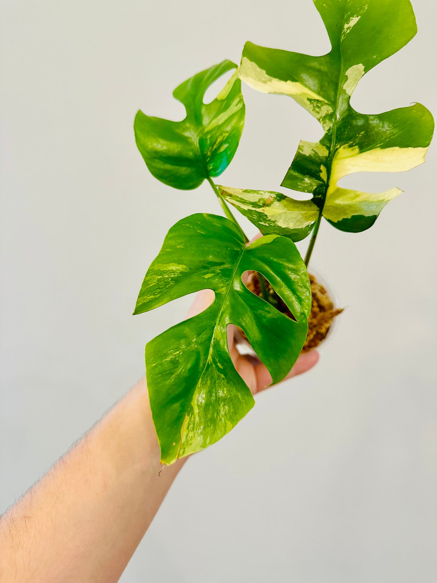 Monstera Tetrasperma Variegada