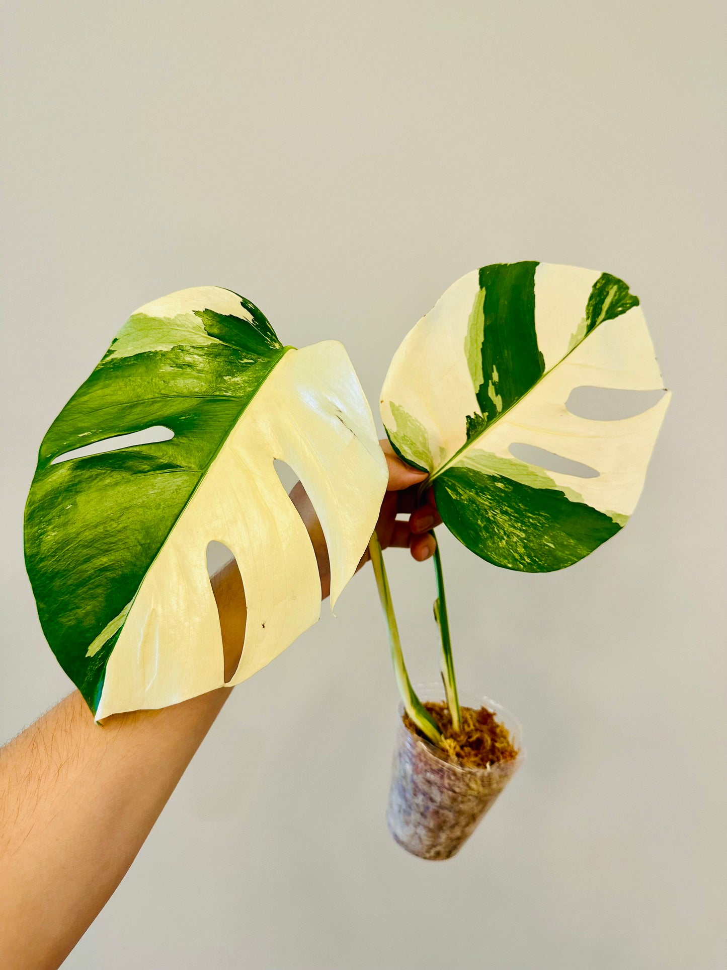 Monstera Deliciosa Albo Borsigiana Japanese White Tiger