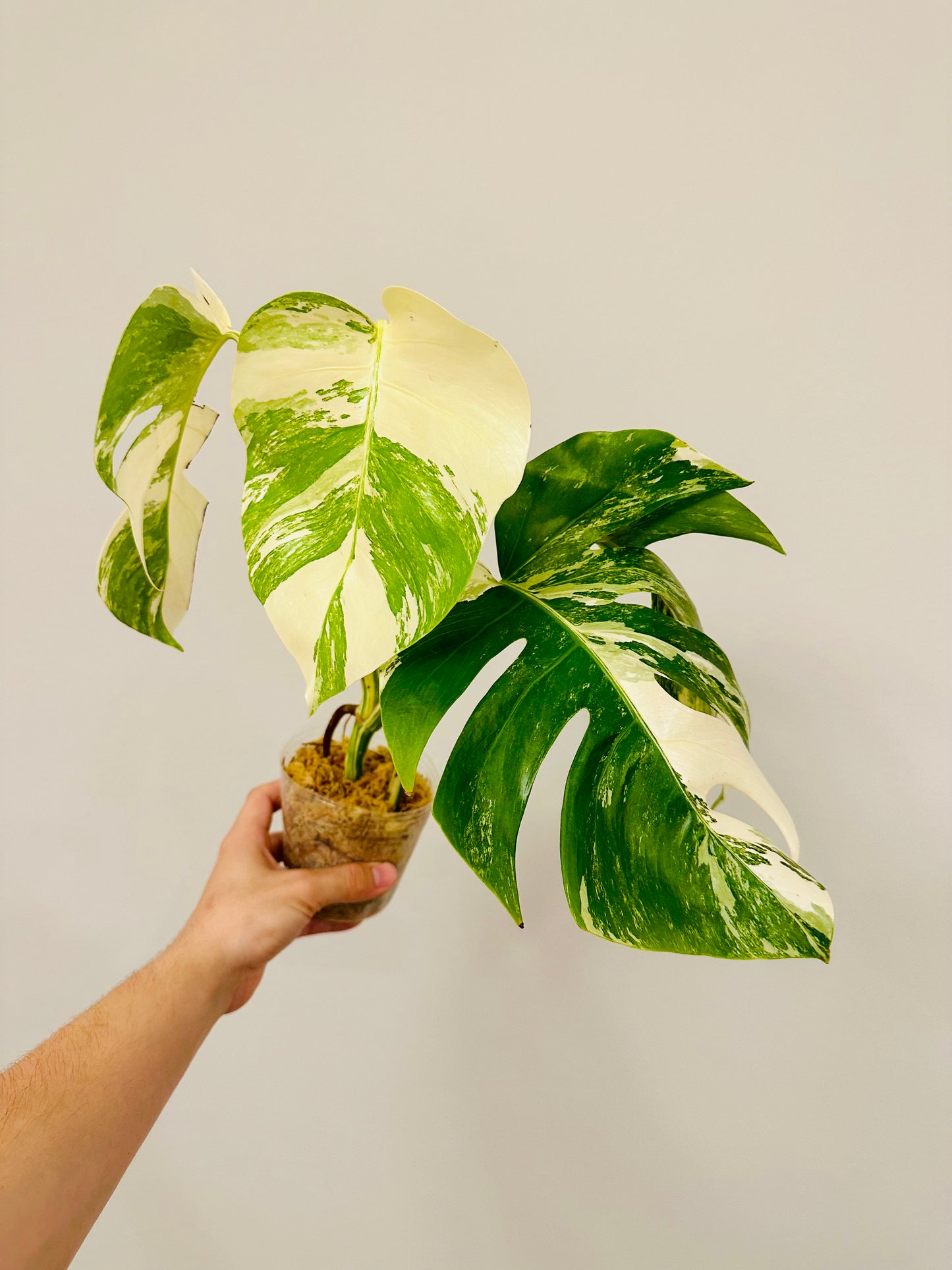 Monstera Deliciosa Albo Borsigiana Japanese White Tiger