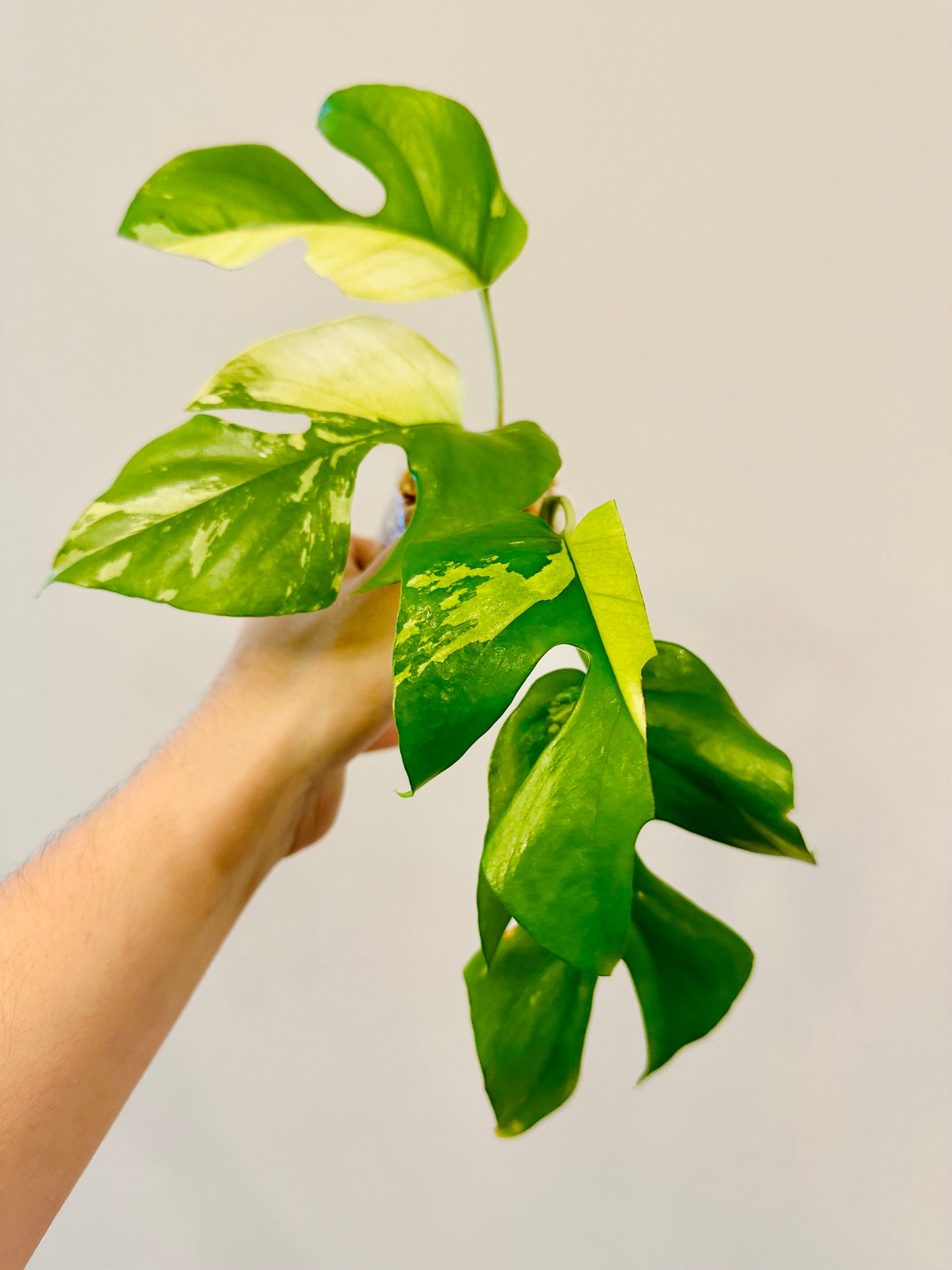 Monstera Tetrasperma Variegada