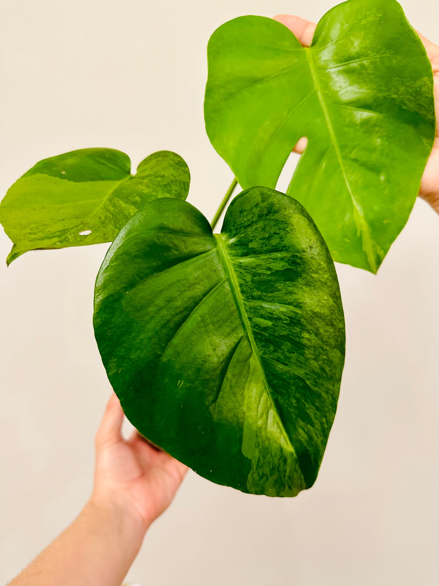 Monstera Green on Green Variegada