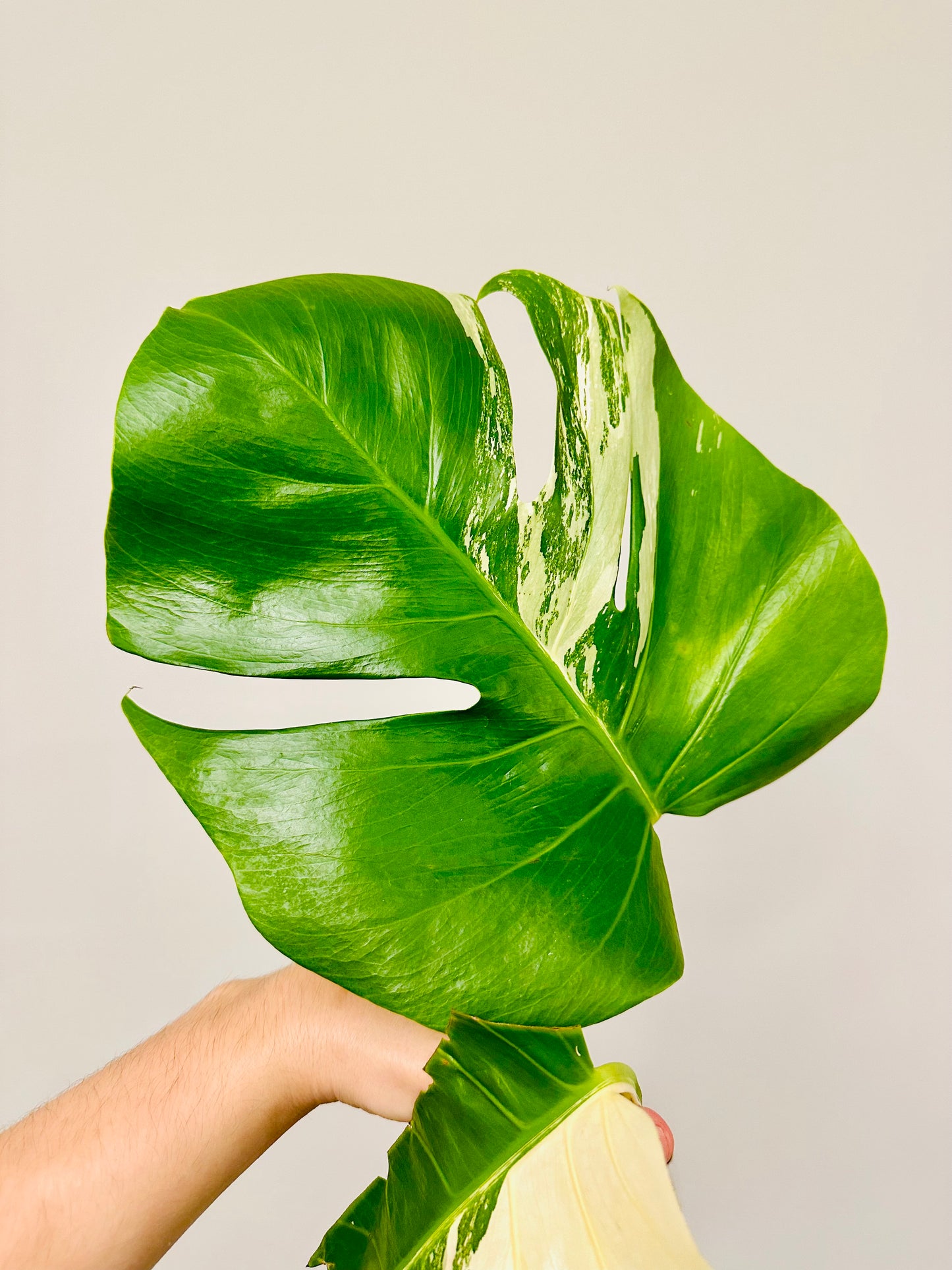 Monstera Deliciosa Albo Borsigiana Japanese White Tiger