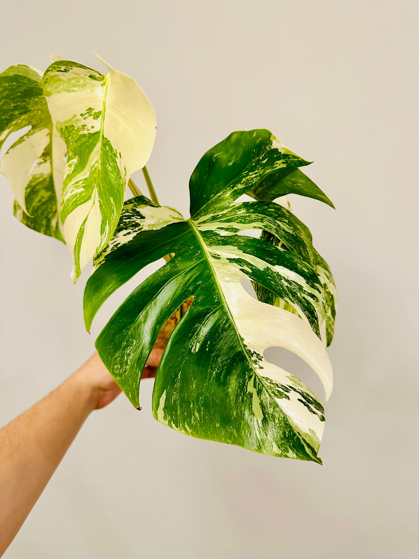 Monstera Deliciosa Albo Borsigiana Japanese White Tiger