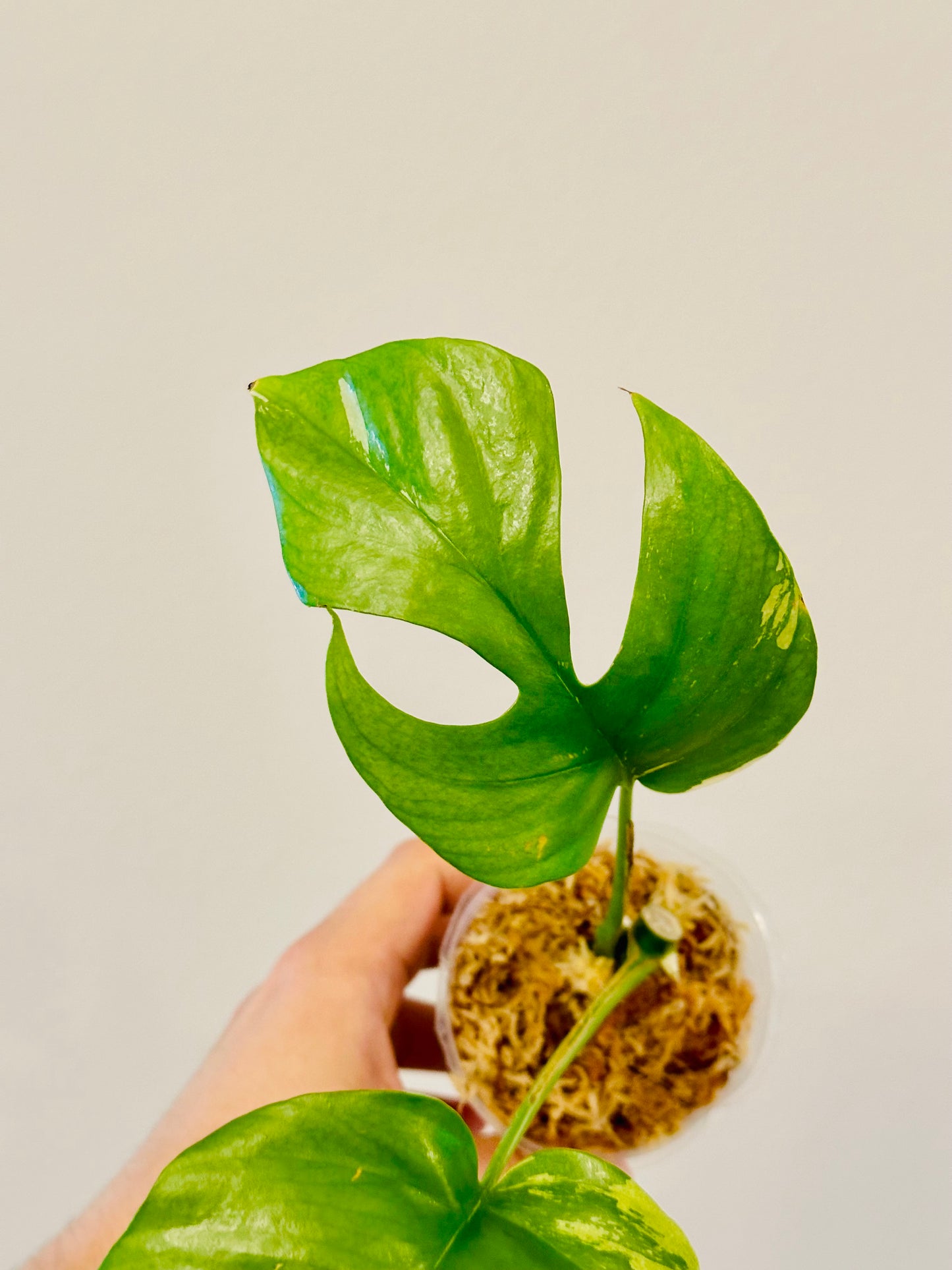 Monstera Tetrasperma Variegada